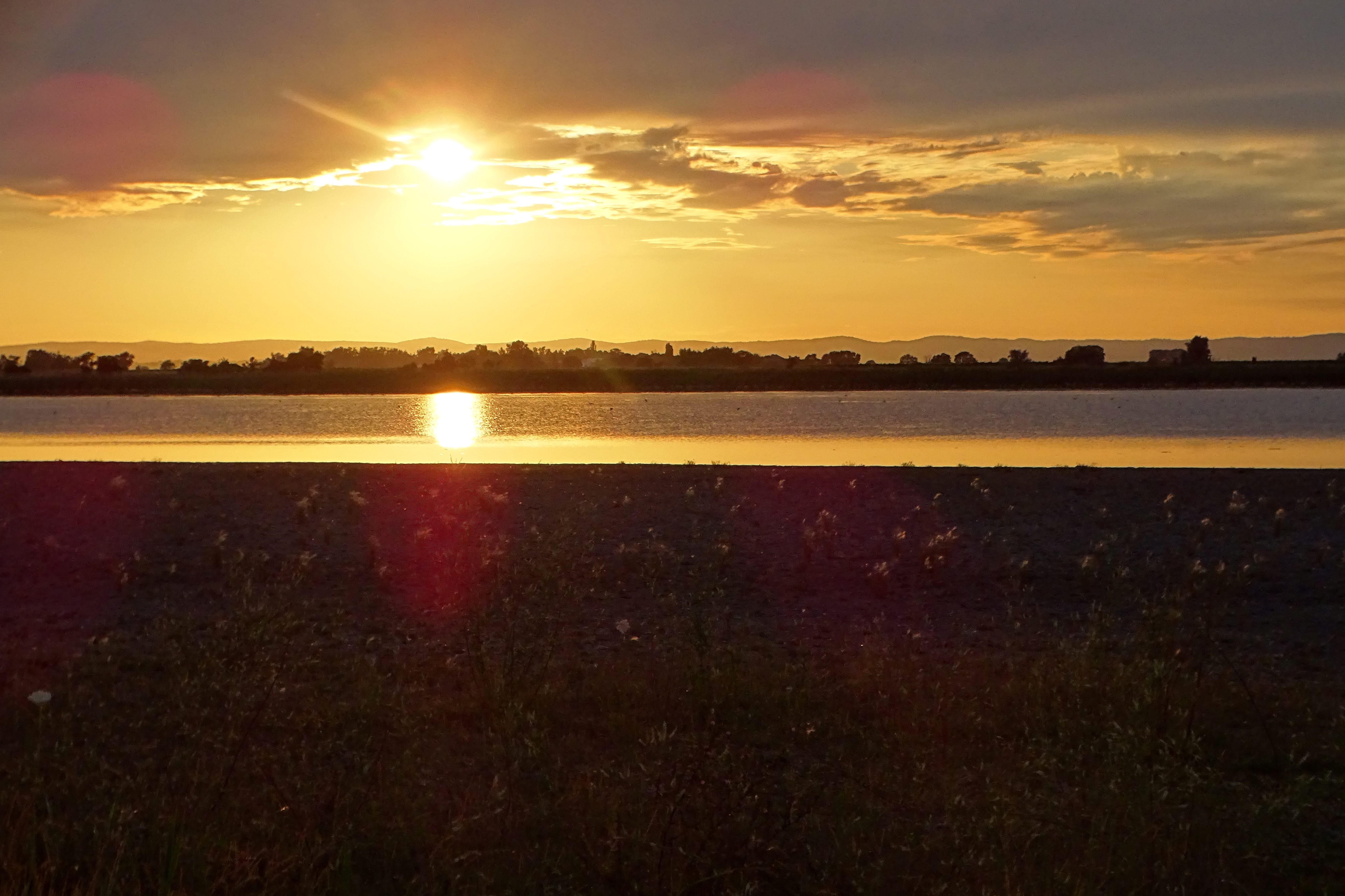 DSC09202 darscho, 2023-07-14, hordeum jubatum.jpg
