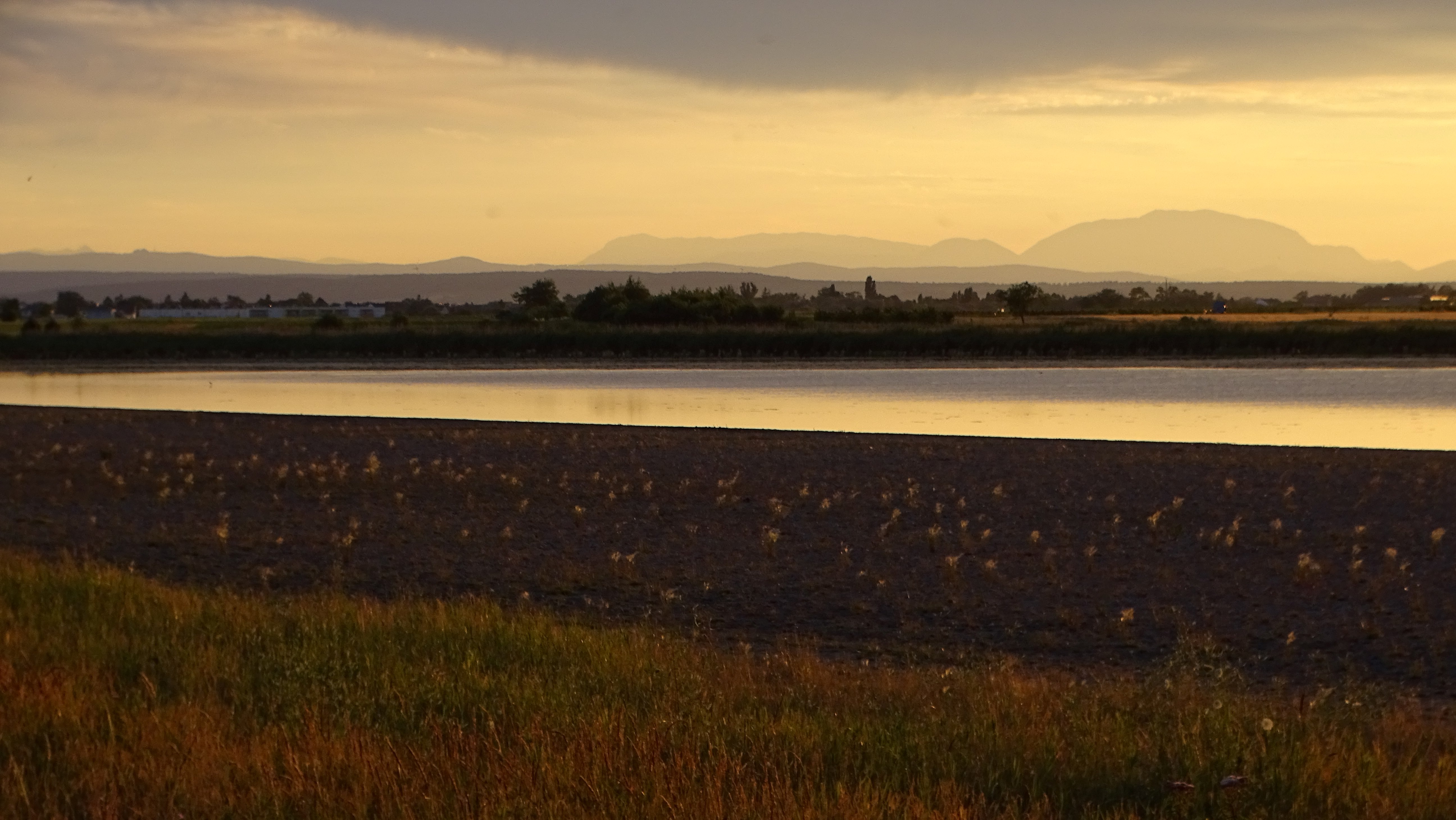 DSC09227 darscho, 2023-07-14, hordeum jubatum.jpg