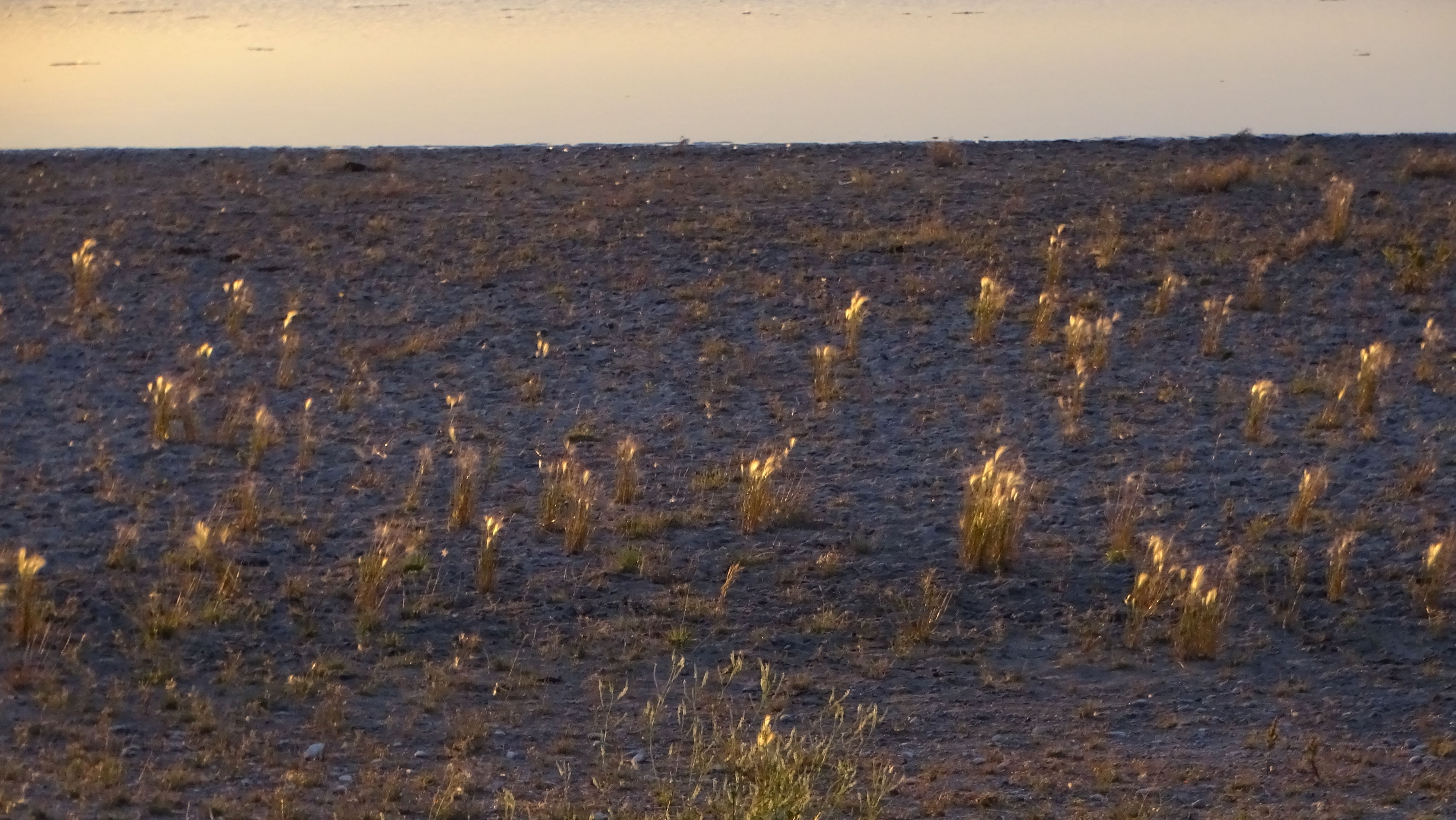 DSC09233 darscho, 2023-07-14, hordeum jubatum.jpg