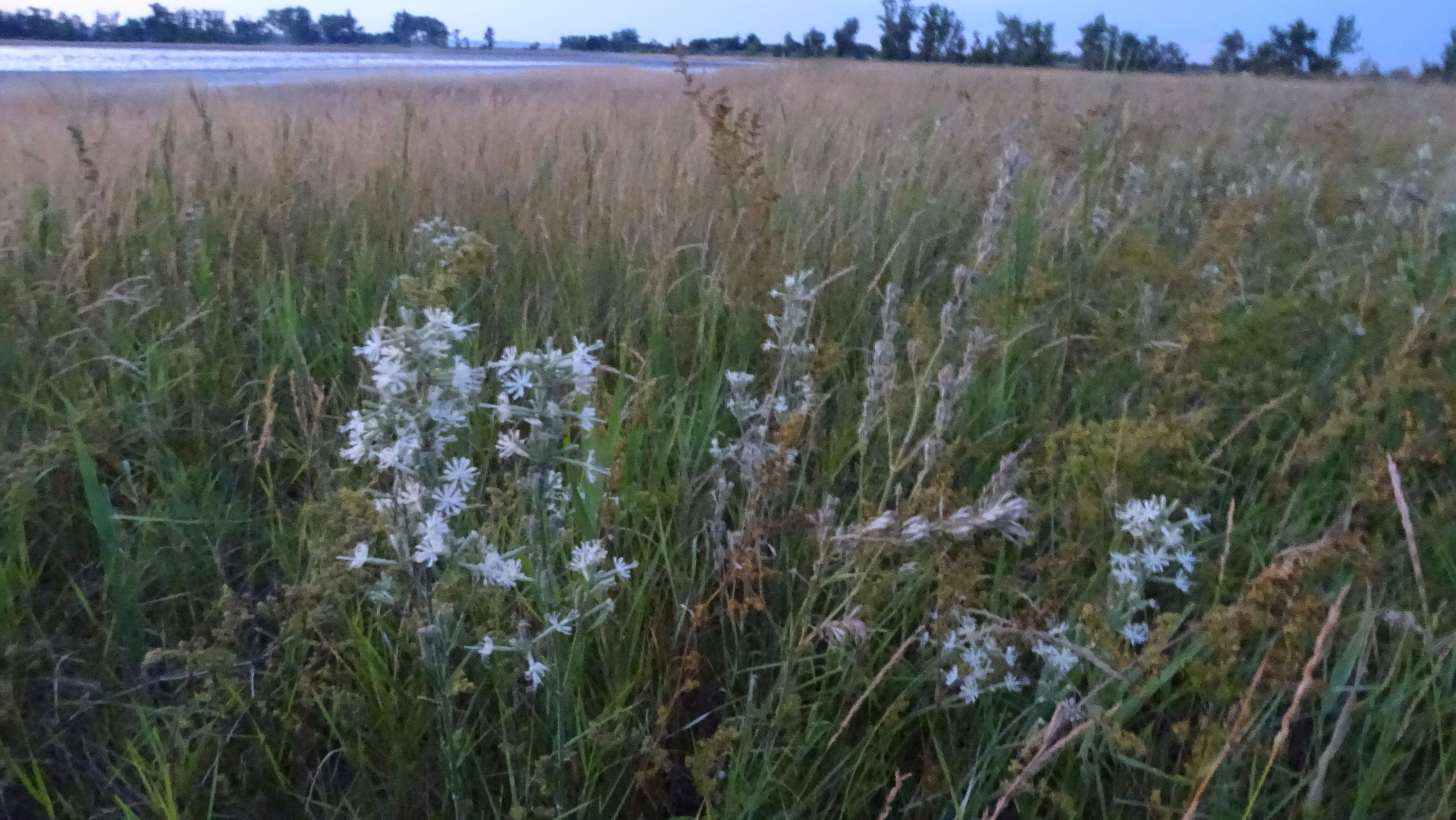 DSC09269 oberstinker, 2023-07-14, silene multiflora.jpg