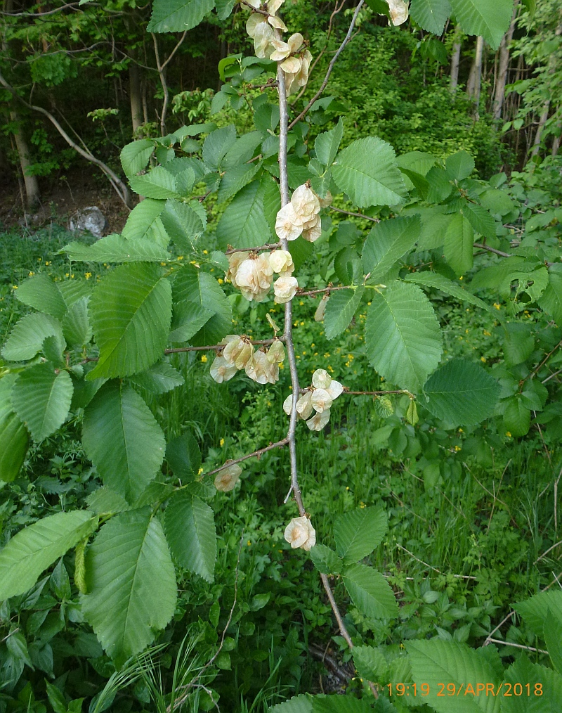P1580140 Ulmus parvifolia-Chin Ulme.JPG
