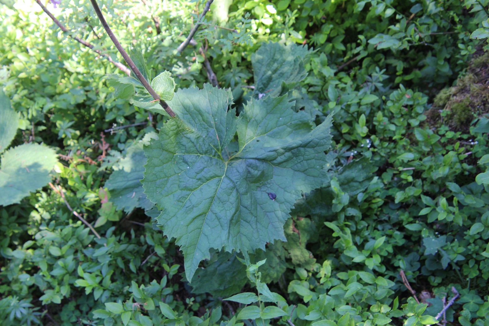 Neuhaus - 15072023 - (171) - - Adenostyles alliariae - Grauer Alpendost.JPG