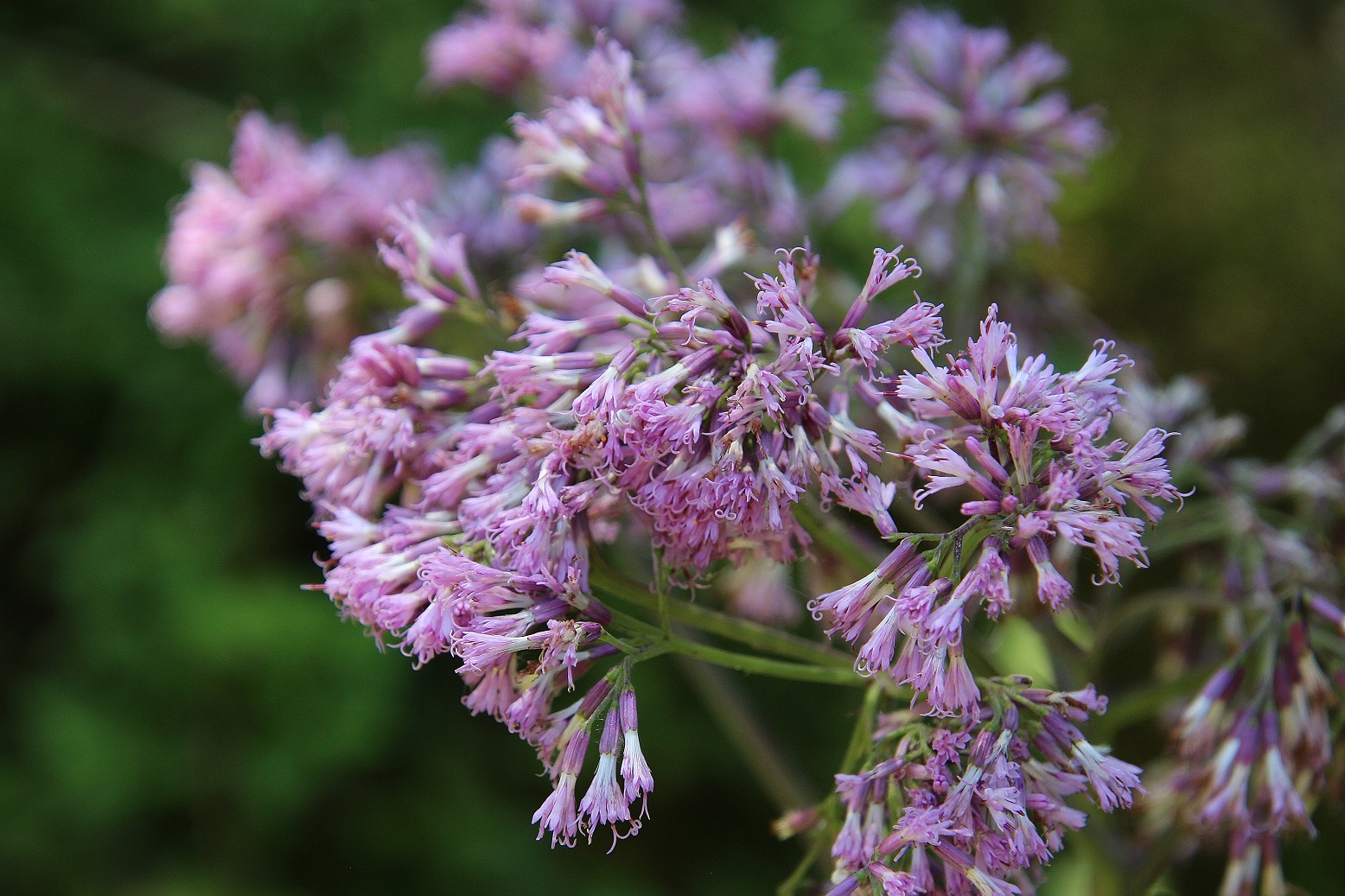 Neuhaus - 15072023 - (172) - - Adenostyles alliariae - Grauer Alpendost.JPG