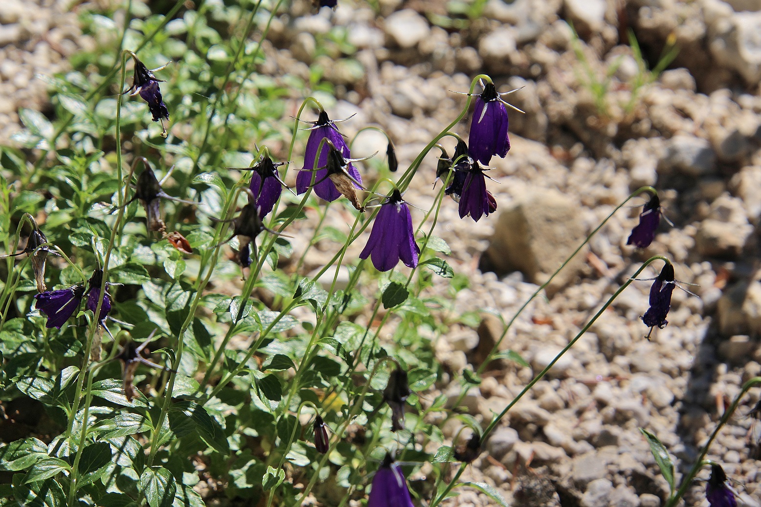 Neuhaus - 15072023 - (388) - - Campanula pulla - dunkle Glockenblume.JPG