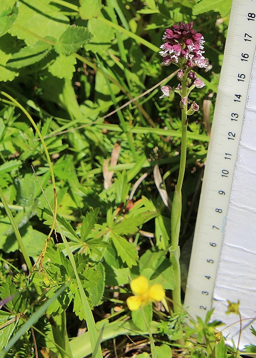 Neuhaus - 15072023 - (225) - - Neotinea ustulata - Brand-Keuschständel.JPG