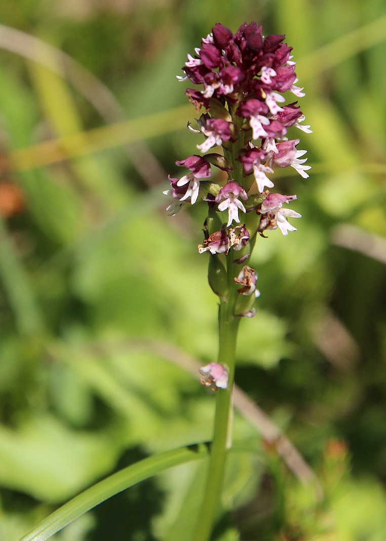 Neuhaus - 15072023 - (329) -  - Neotinea ustulata - Brand-Keuschständel.JPG