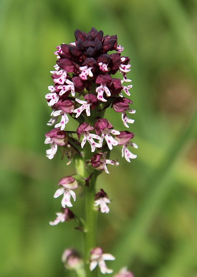 Neuhaus - 15072023 - (358) - - Neotinea ustulata - Brand-Keuschständel.JPG