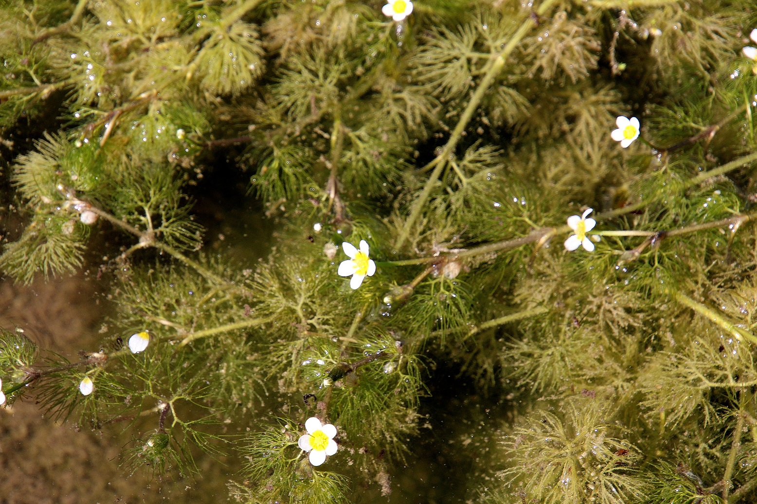 Neuhaus - 15072023 - (405) - - Ranunculus trichophyllus - Haarblättriger Wasserhahnenfuß.JPG