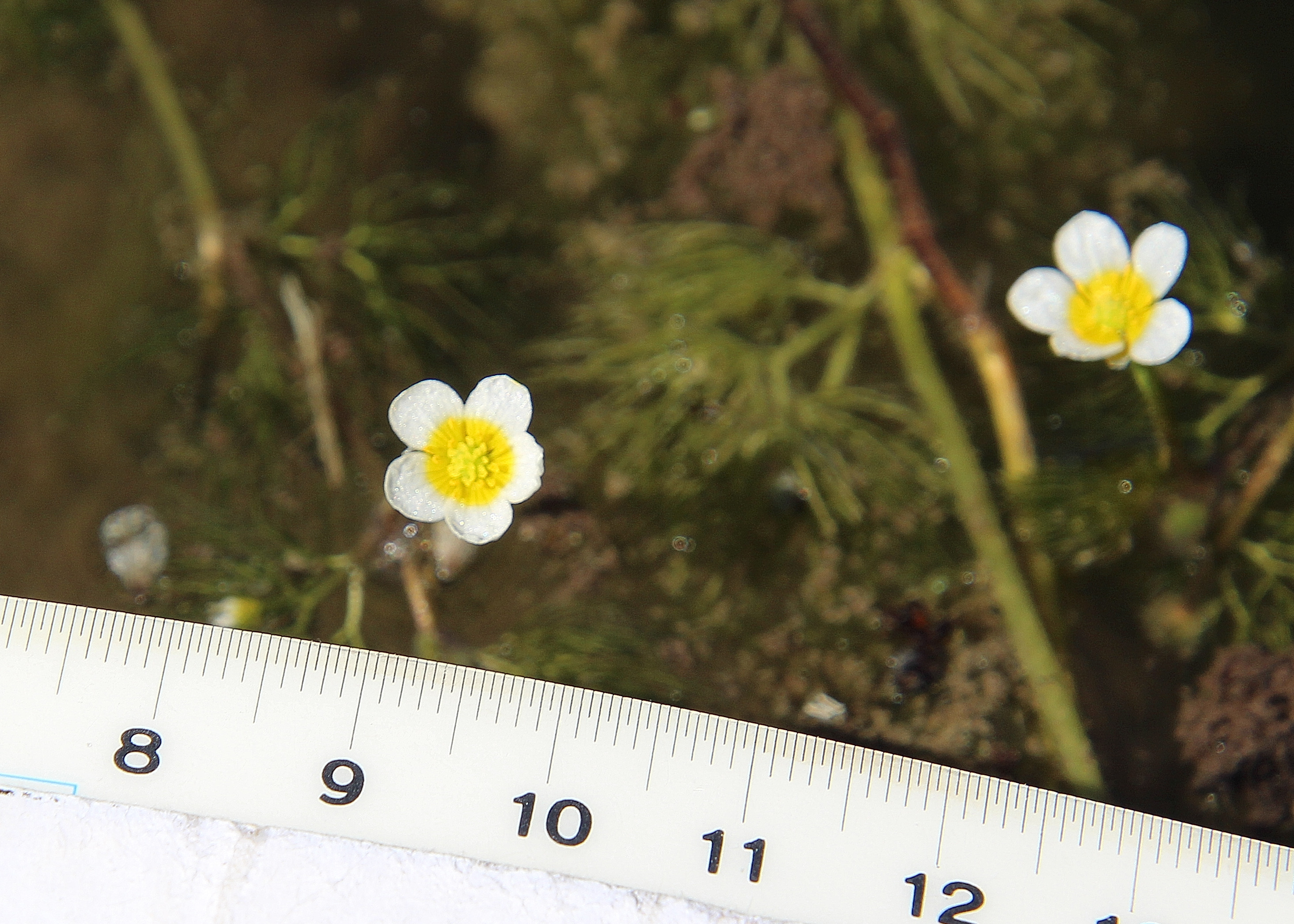 Neuhaus - 15072023 - (406) - - Ranunculus trichophyllus - Haarblättriger Wasserhahnenfuß.JPG