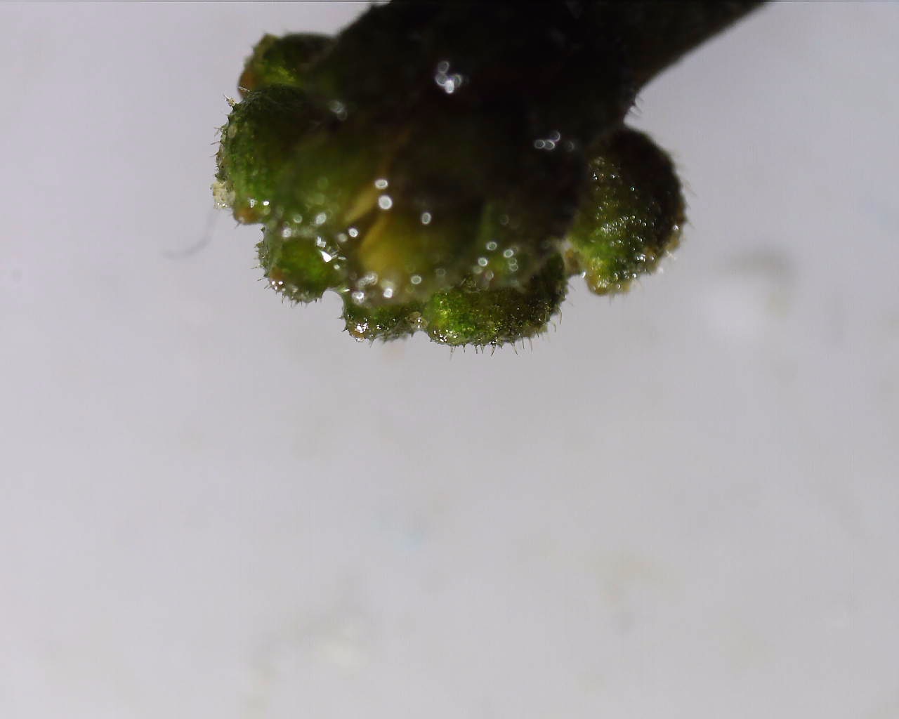 Neuhaus - 15072023 - (407) - - Ranunculus trichophyllus - Haarblättriger Wasserhahnenfuß.jpg