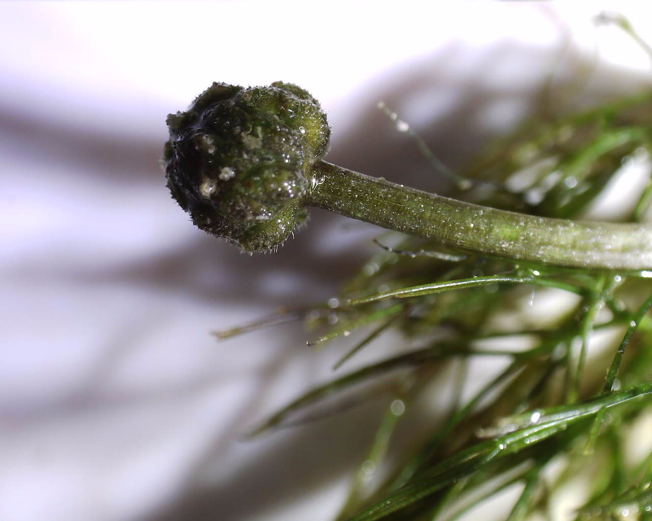 Neuhaus - 15072023 - (408) - - Ranunculus trichophyllus - Haarblättriger Wasserhahnenfuß.jpg