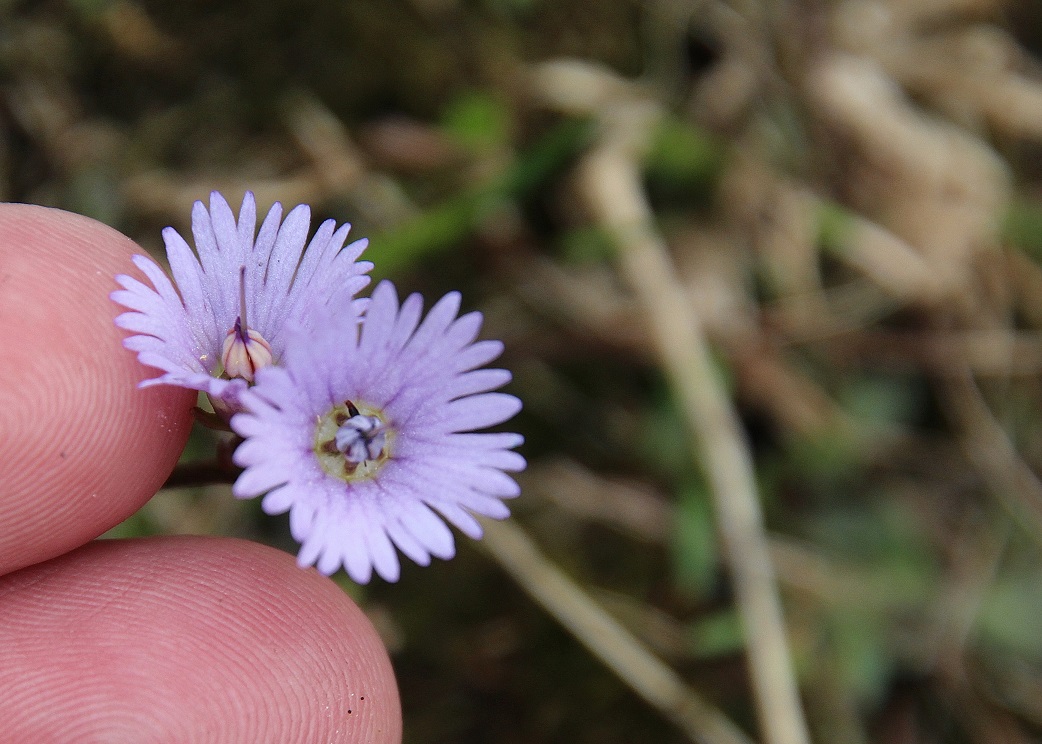 Göller - 03072023 - (248) - - Soldanella alpina.JPG