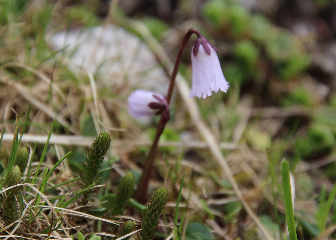 Göller - 03072023 - (252) -  - Soldanella pusilla.JPG