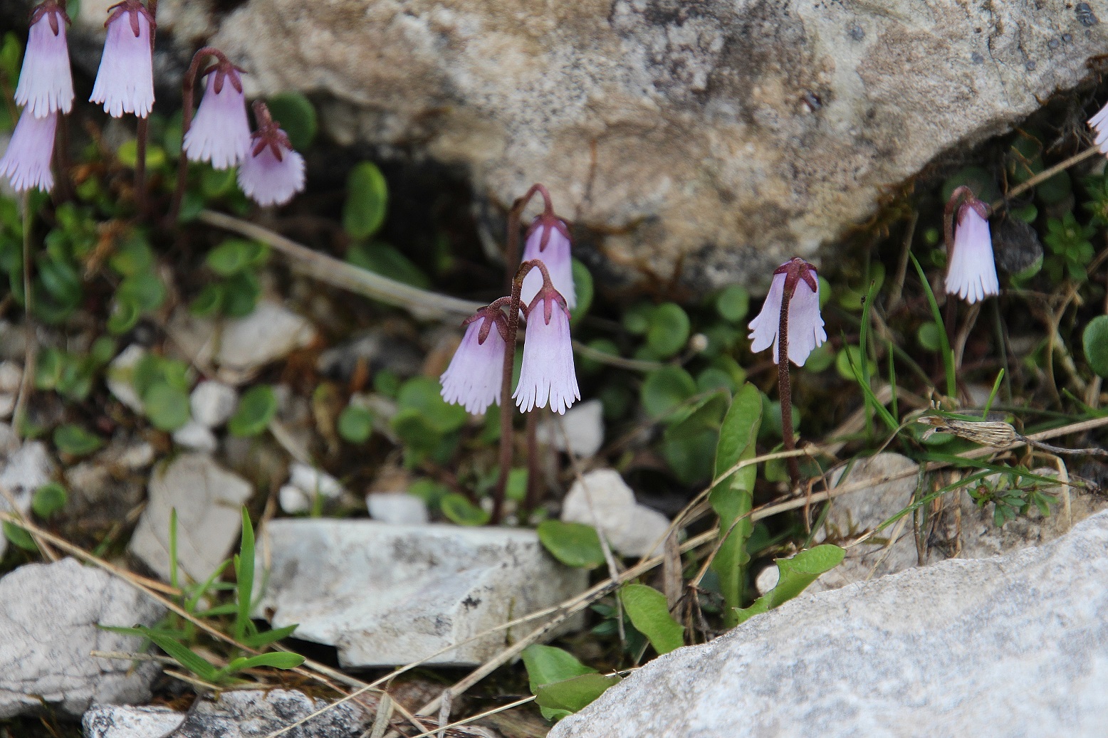 Göller - 03072023 - (257) -  - Soldanella pusilla.JPG