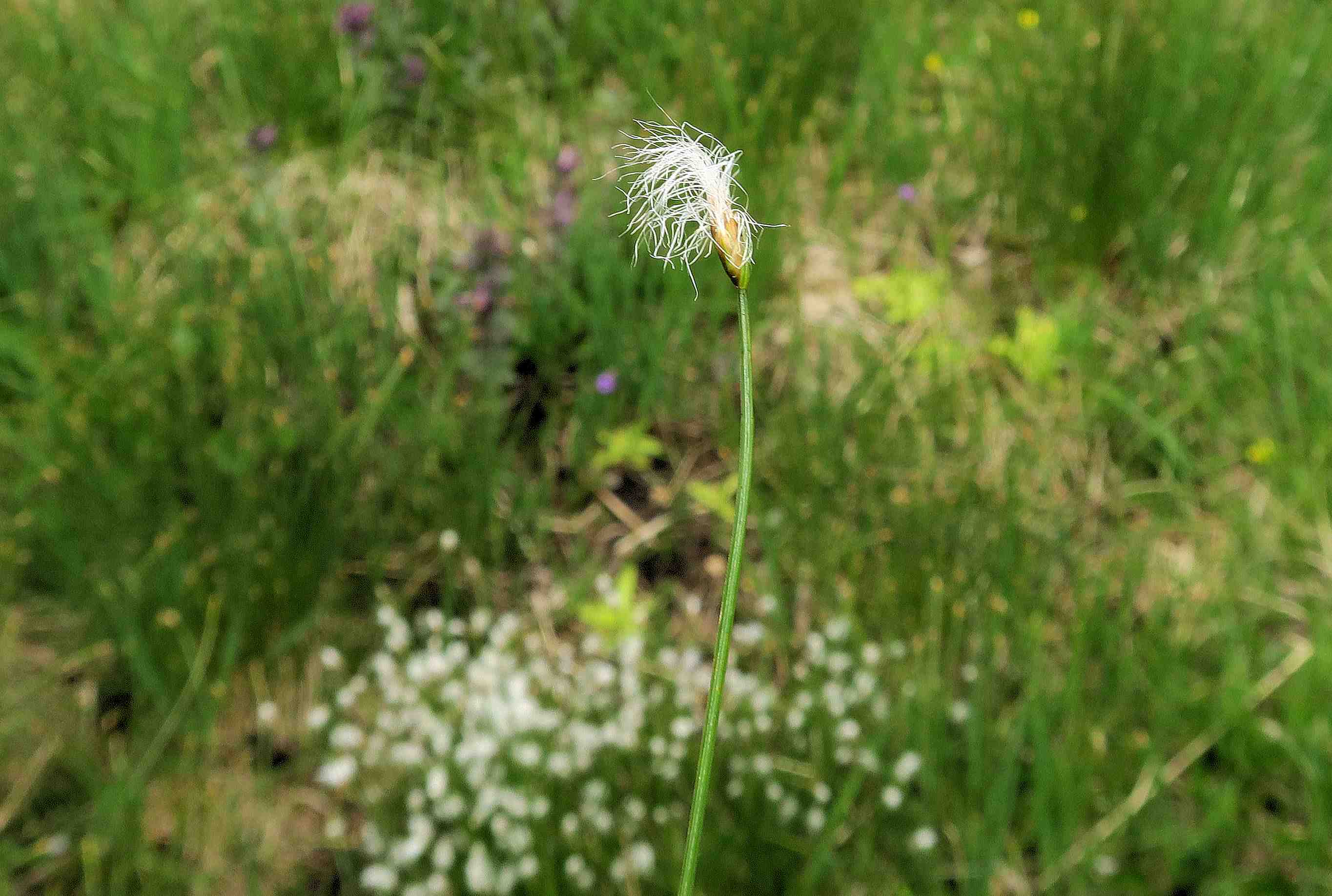 1 a Trichophorum alpinum Alpen-Haarbinse fr (Franz), Turracher Höhe zerstörter Moorsee (Meierbrugg) 27.06.2023 C5X2 (1).jpg
