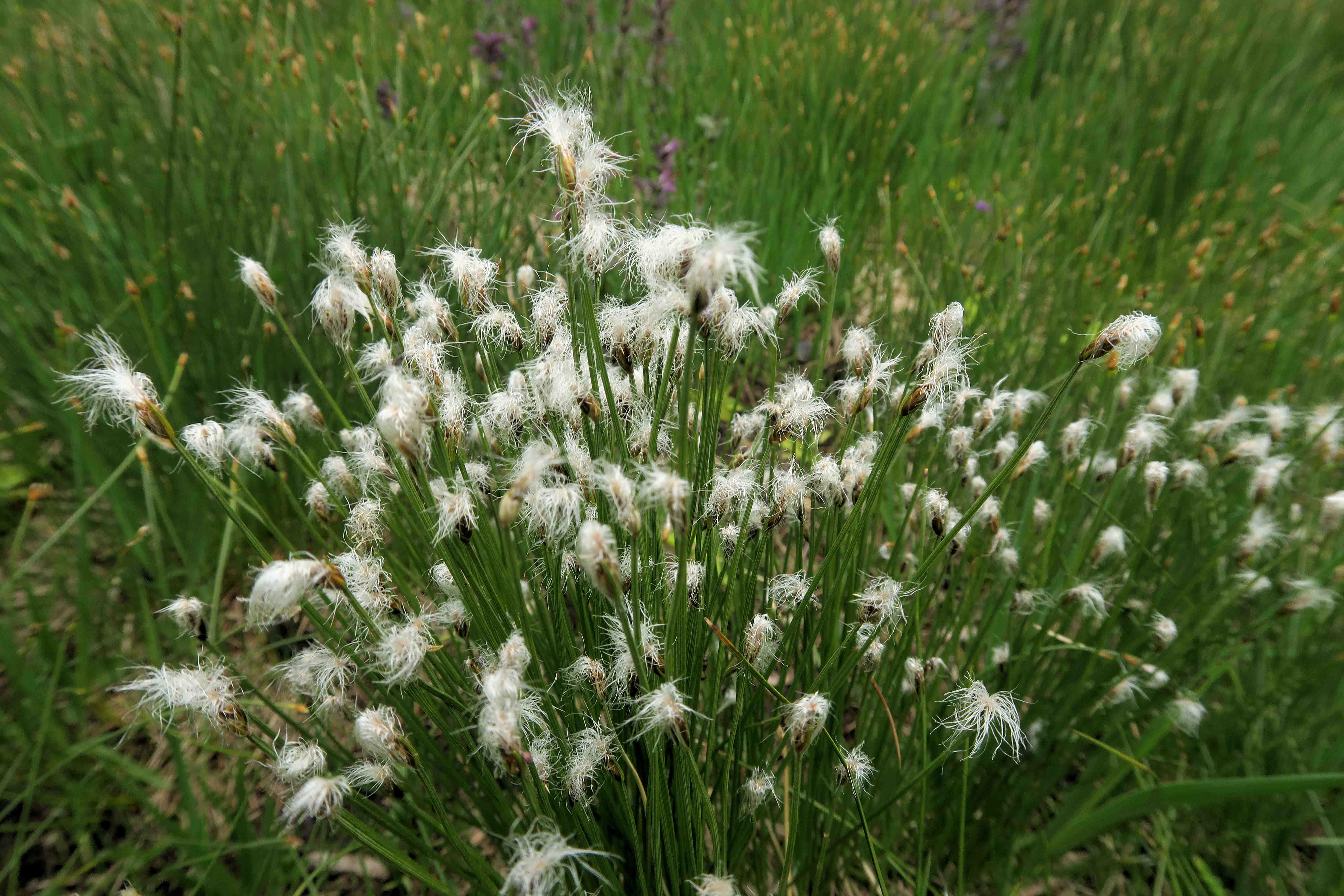 1 c Trichophorum alpinum Alpen-Haarbinse fr (Franz), Turracher Höhe zerstörter Moorsee (Meierbrugg) 27.06.2023 C5X2 (8).jpg