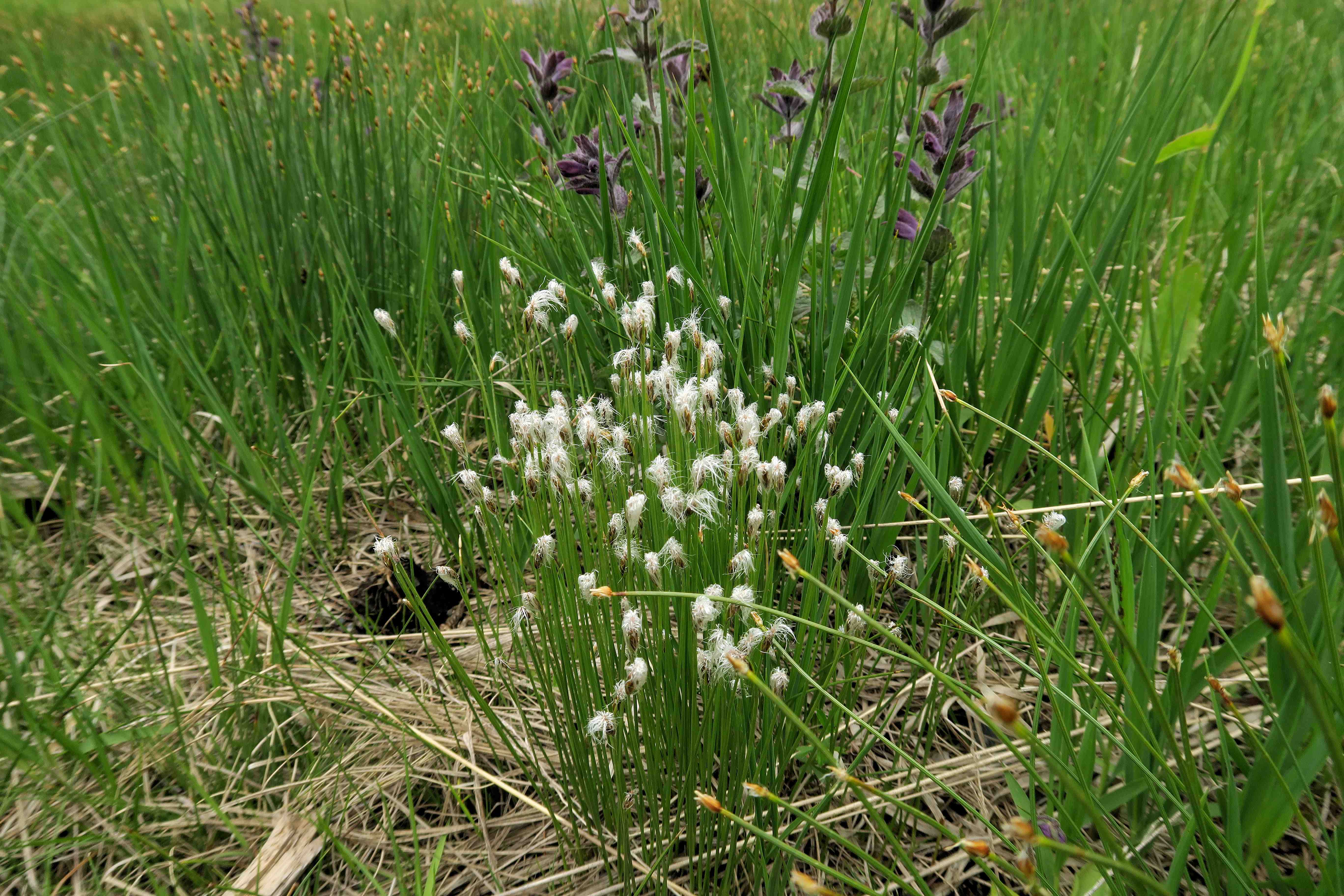 1 d Trichophorum alpinum Alpen-Haarbinse fr (Franz), Turracher Höhe zerstörter Moorsee (Meierbrugg) 27.06.2023 C5X2 (9).jpg