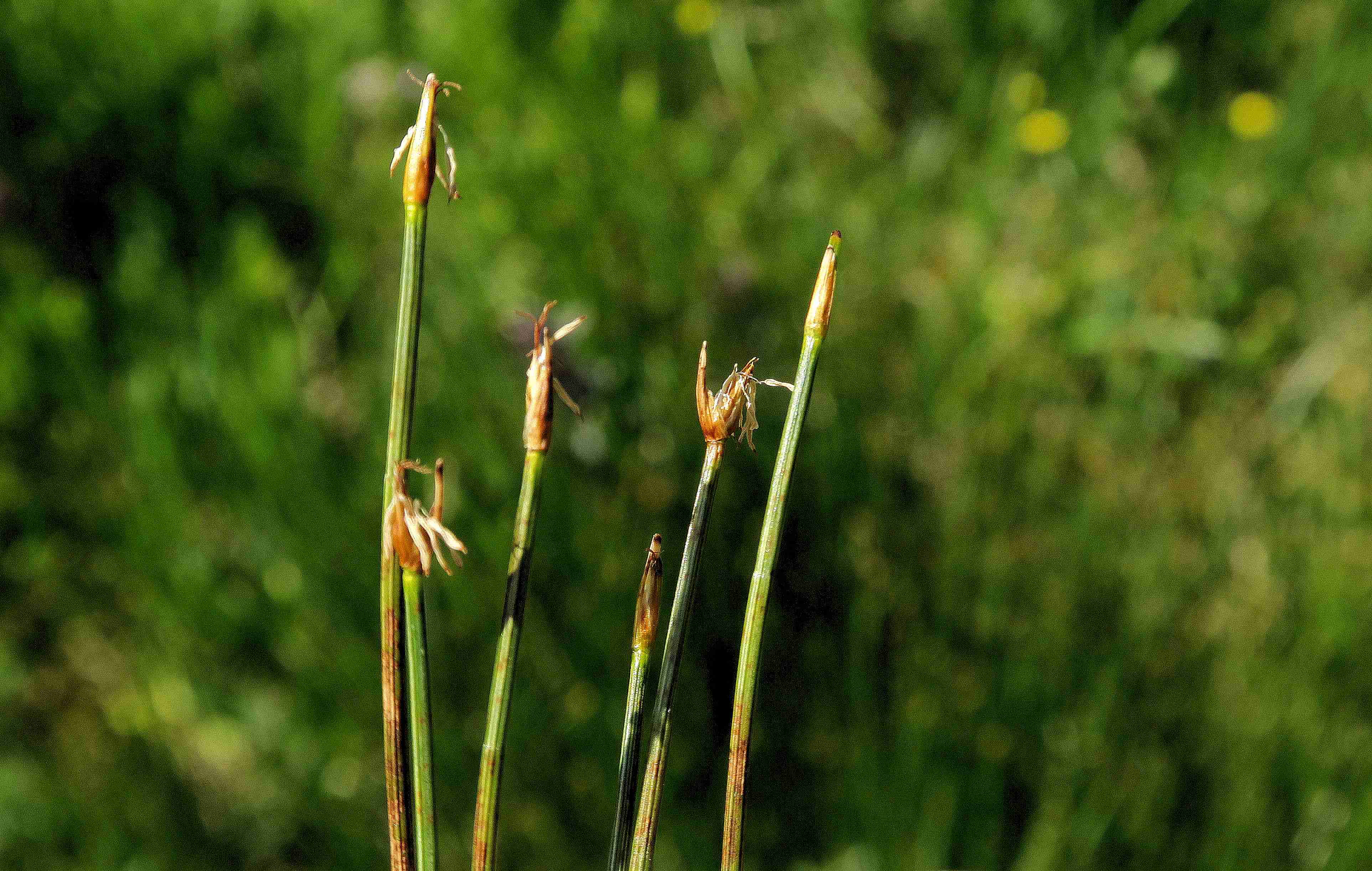 2 a Trichophorum cespitosum Rasen-Haarbinse, Turracher Höhe Lift Nasswiese li 30.06.2023 C5X2 (101).jpg
