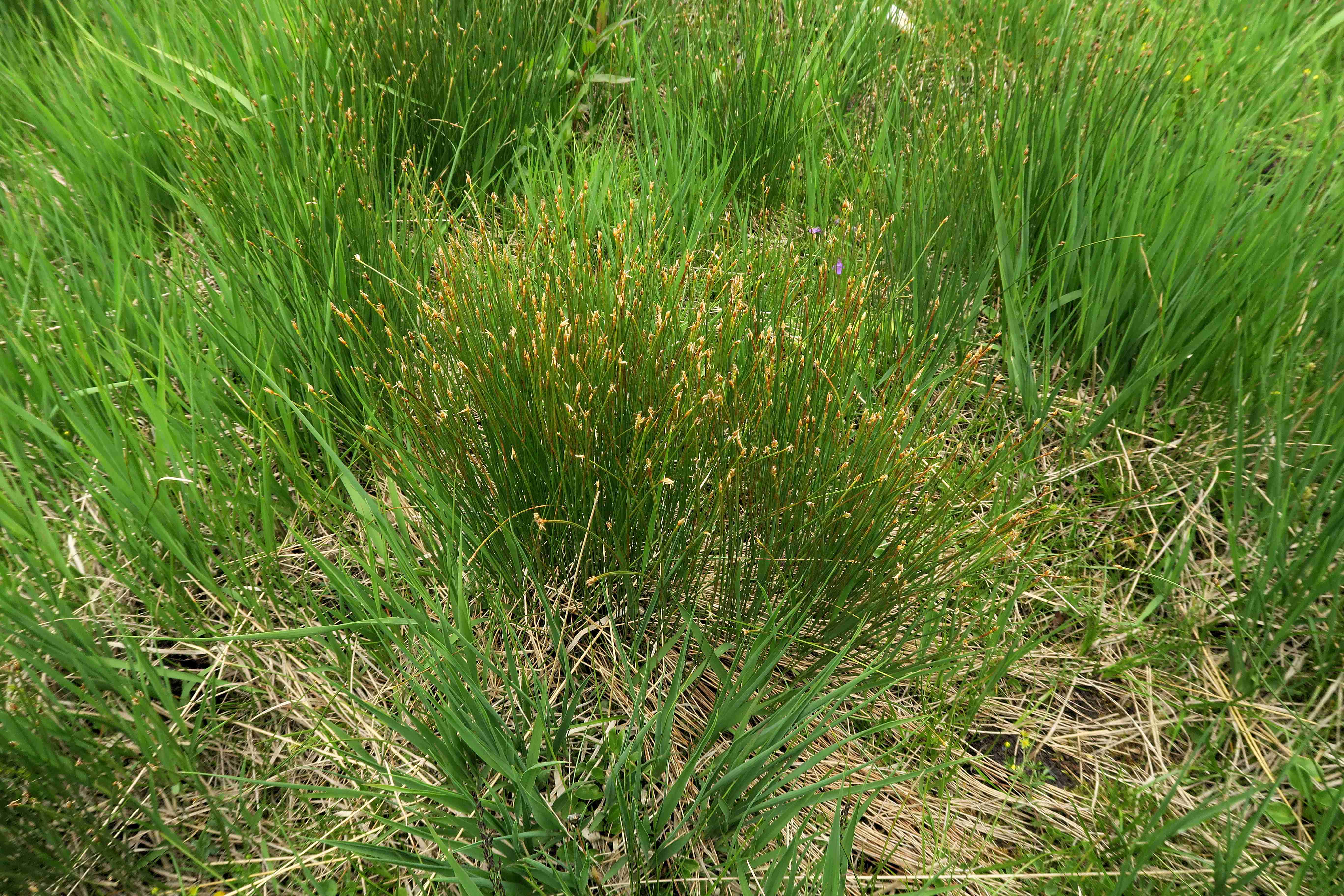 7 Trichophorum cespitosum, Turracher Höhe zerstörter Moorsee n. B 95 (Meierbrugg) 27.06 (14) - Kopie.jpg