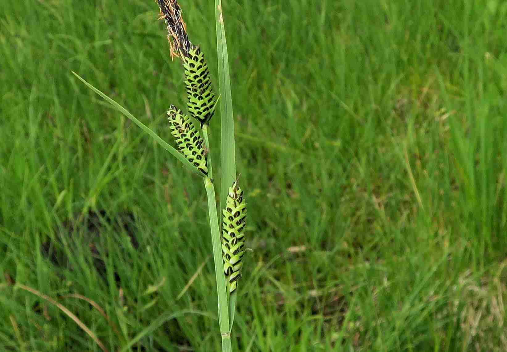3 b Carex nigra Braun-Segge, Turracher Höhe zerstörter Moorsee n. B 95 (Meierbrugg) 27.06.2023 C5X2 (3).jpg