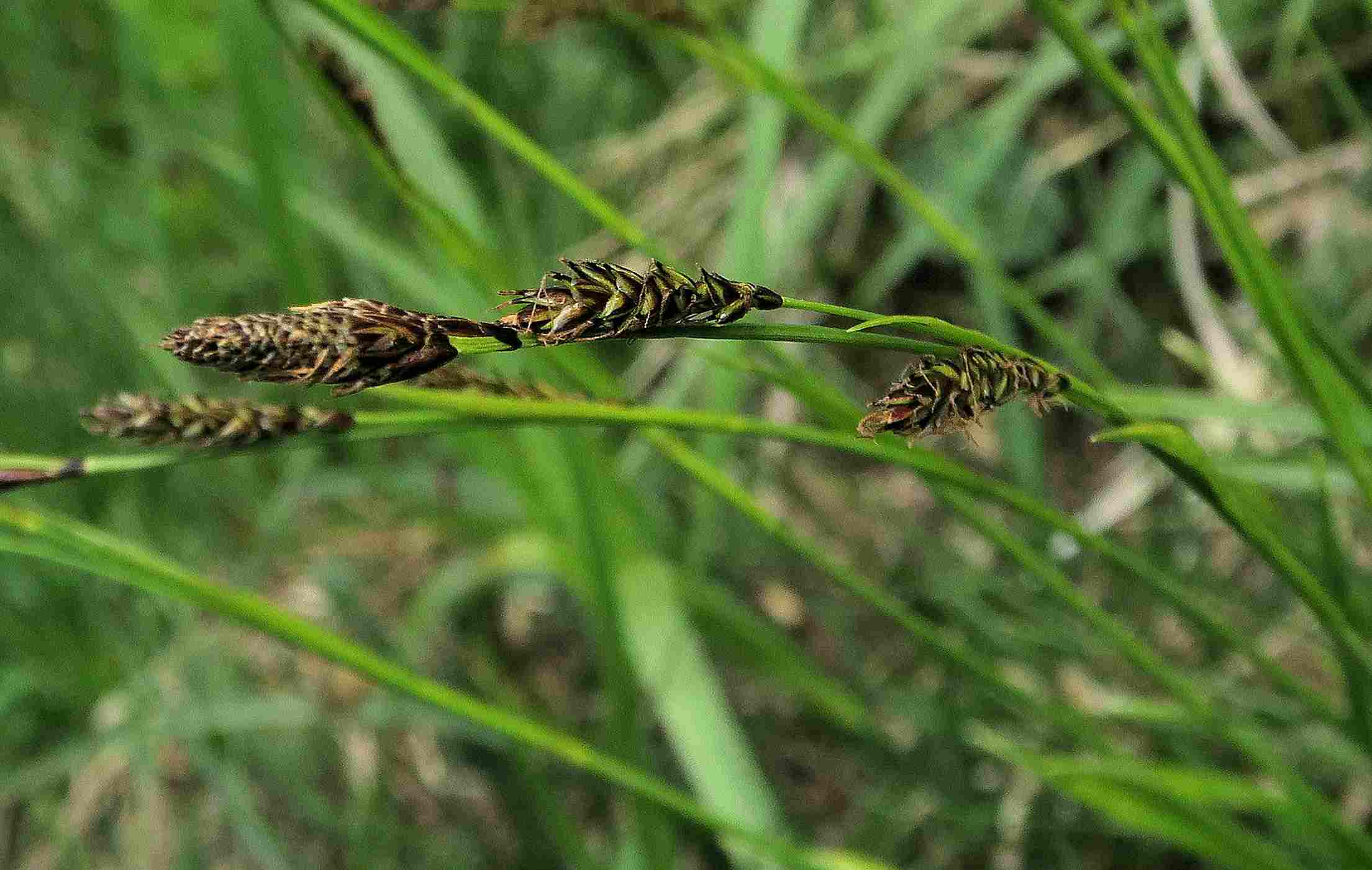 9 b Carex sp. (randlich zum Hang), Turracher Höhe Moor oberh. Karlsdlng 26.06.2023 C5X2 (8).jpg