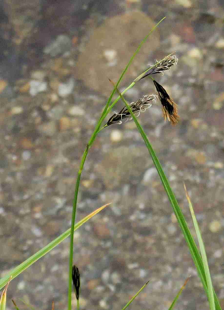 10 a Carex sp. (limosa), Turracher Höhe Karlsiedlung Bachquell-Wiese n. 02.07.2023 C5X2.jpg