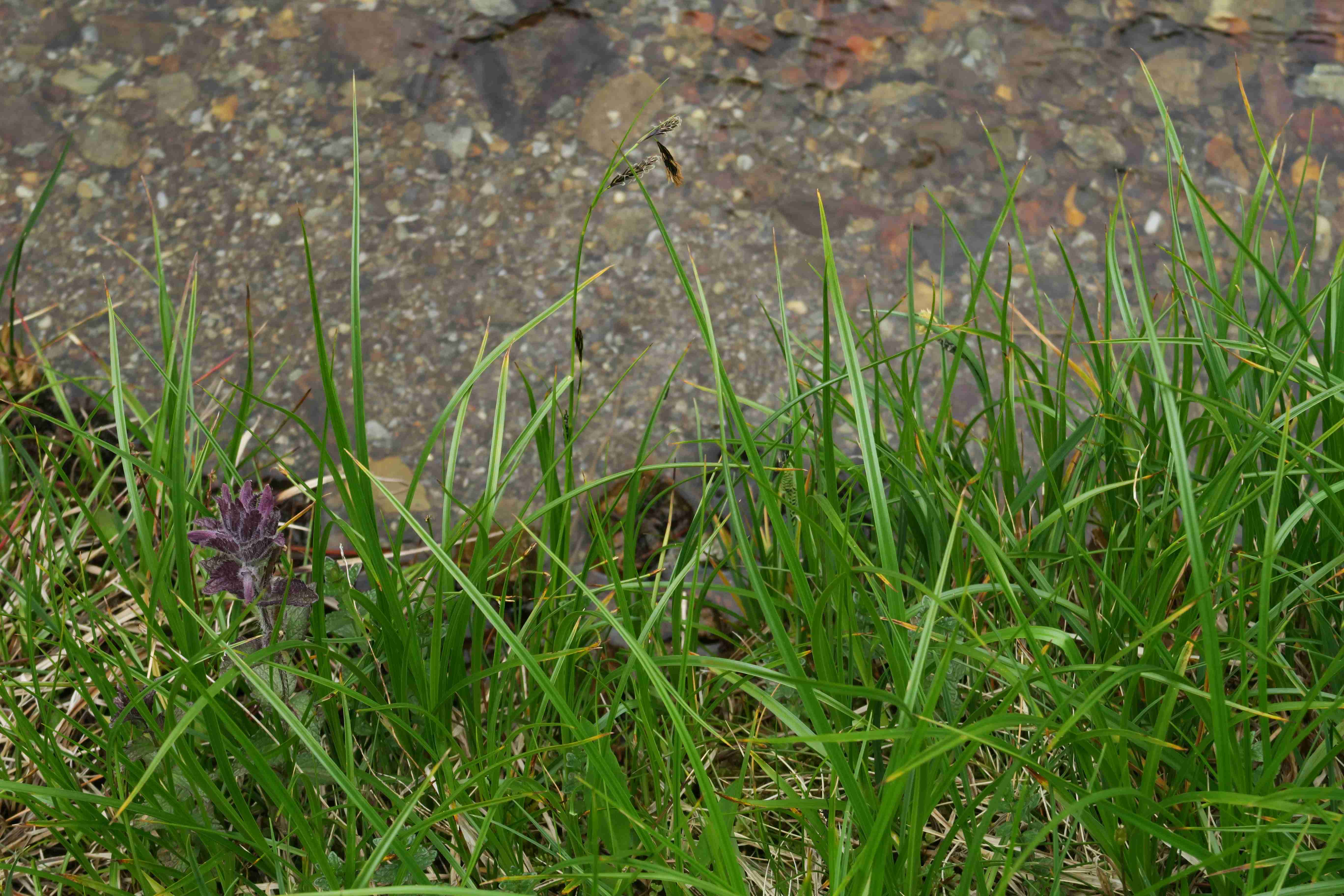 10 b Carex sp. (limosa), Turracher Höhe Karlsiedlung Bachquell-Wiese n. 02.07.2023 C5X2 (2).jpg