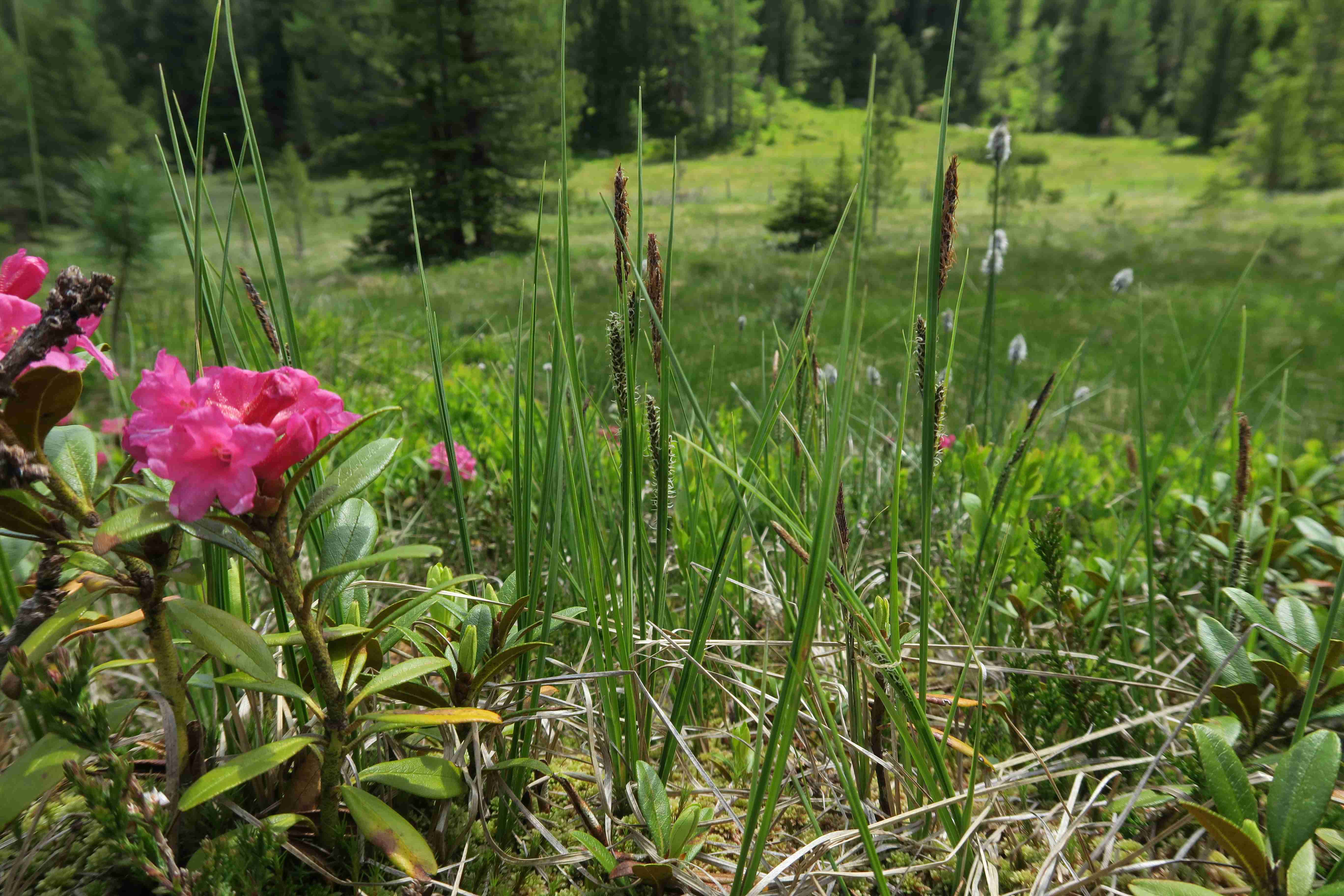 11 Carex sp. und Rhododendron ferr., Turracher Höhe Schwarzsee west Bulte Schwingrasen 30.06.2023 C5X2 (2).jpg