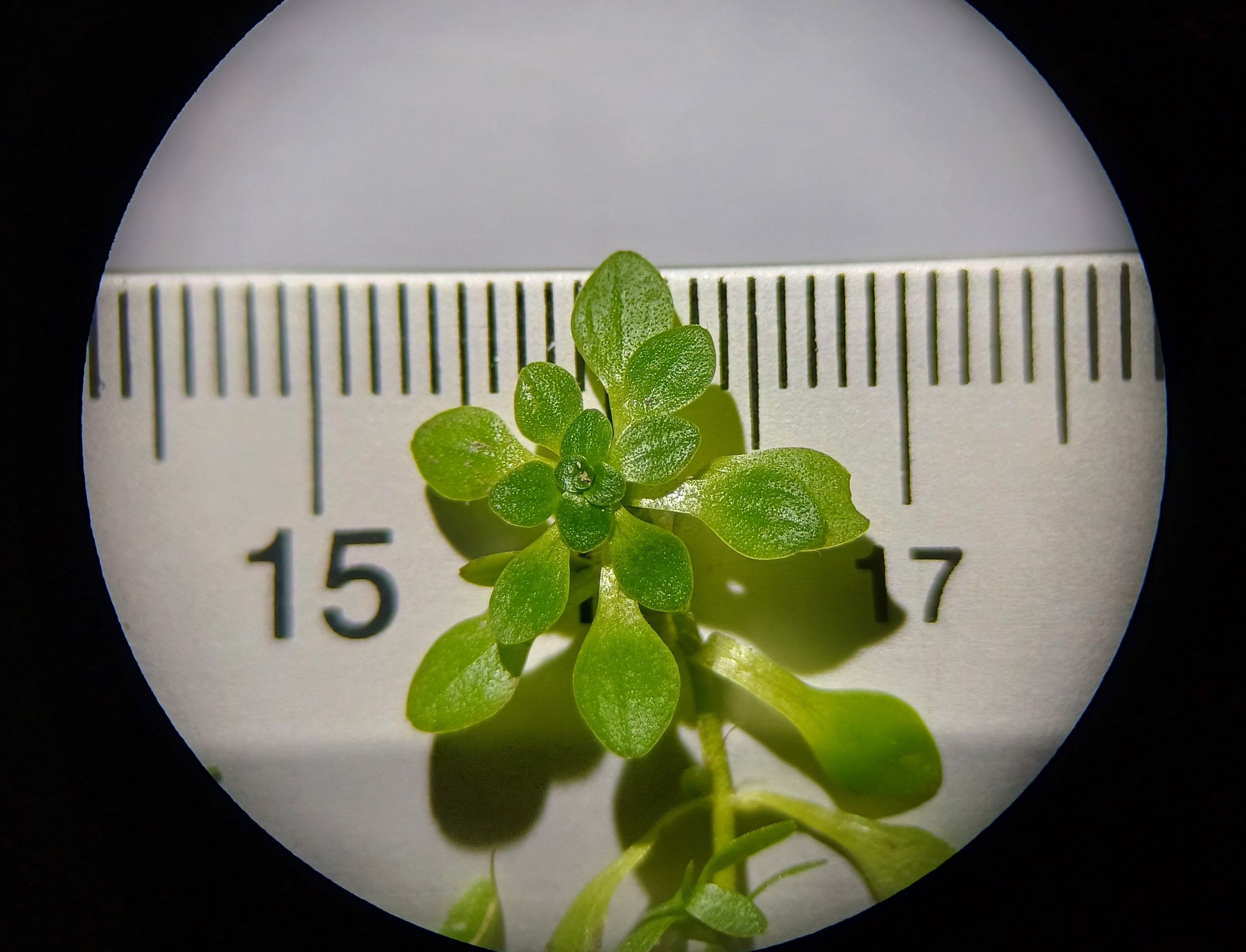 callitriche palustris agg. fischa schwadorf 20230729_130753.jpg