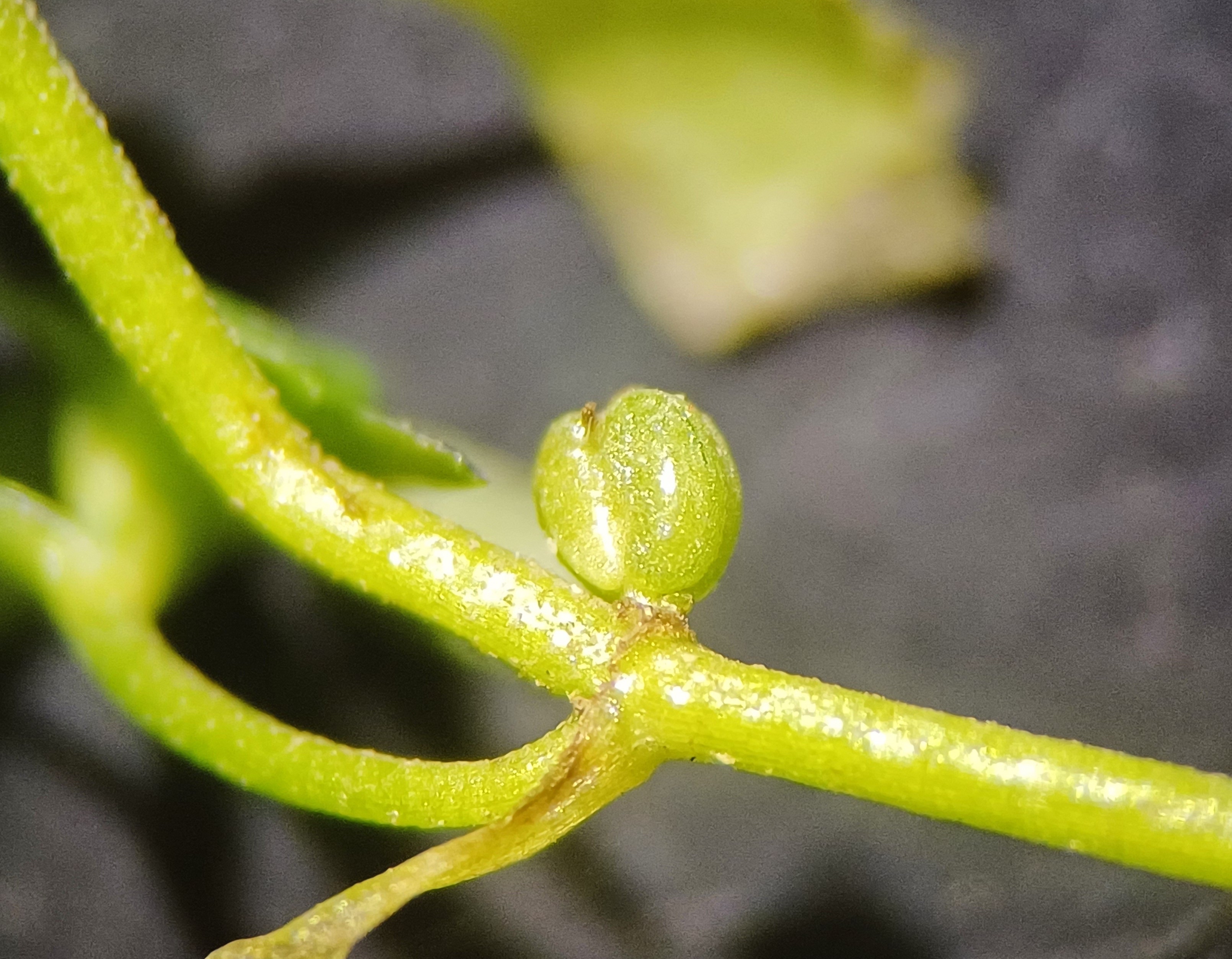 callitriche palustris agg. fischa schwadorf 20230729_131159.jpg