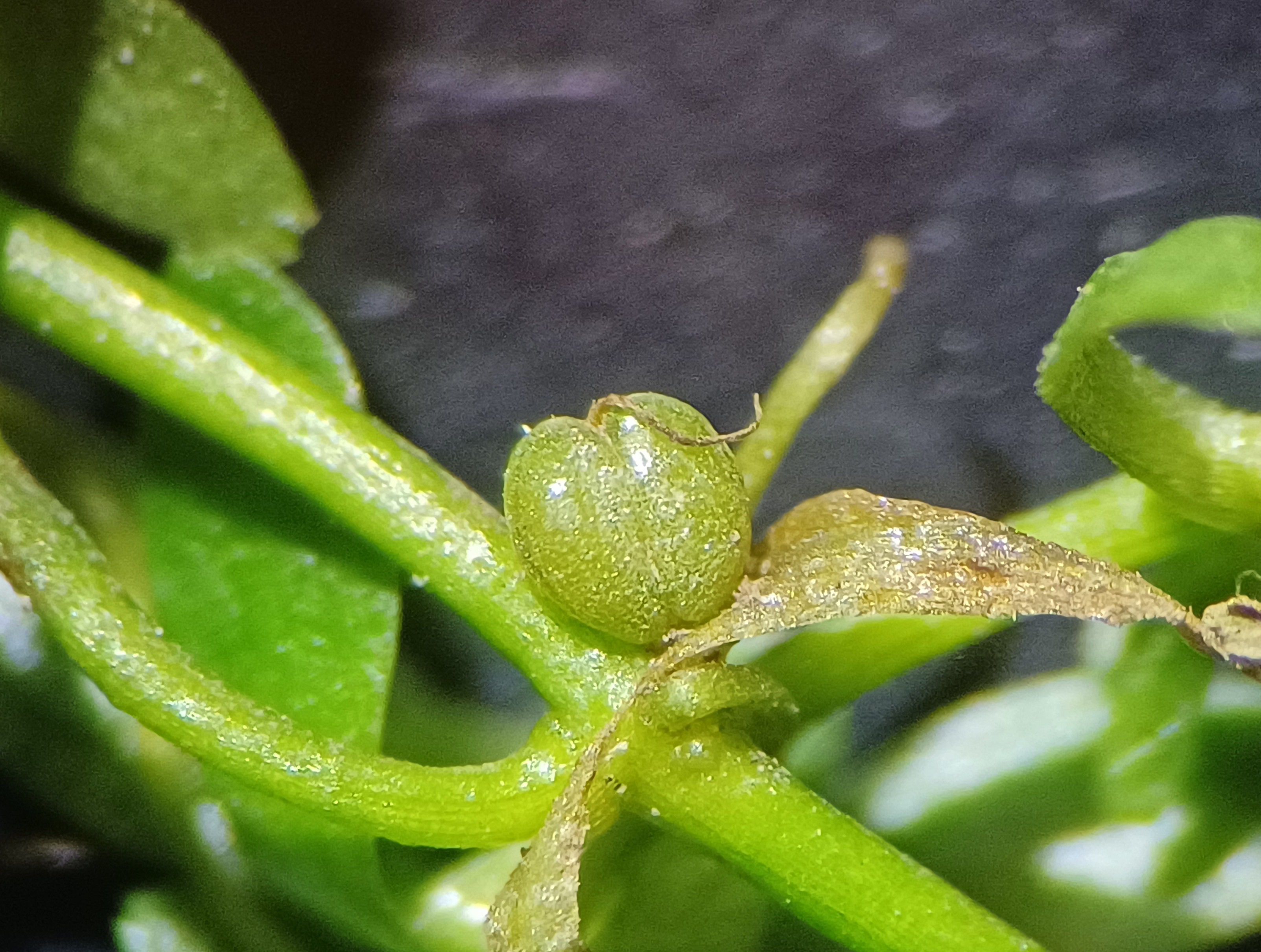 callitriche palustris agg. fischa schwadorf 20230729_131307.jpg