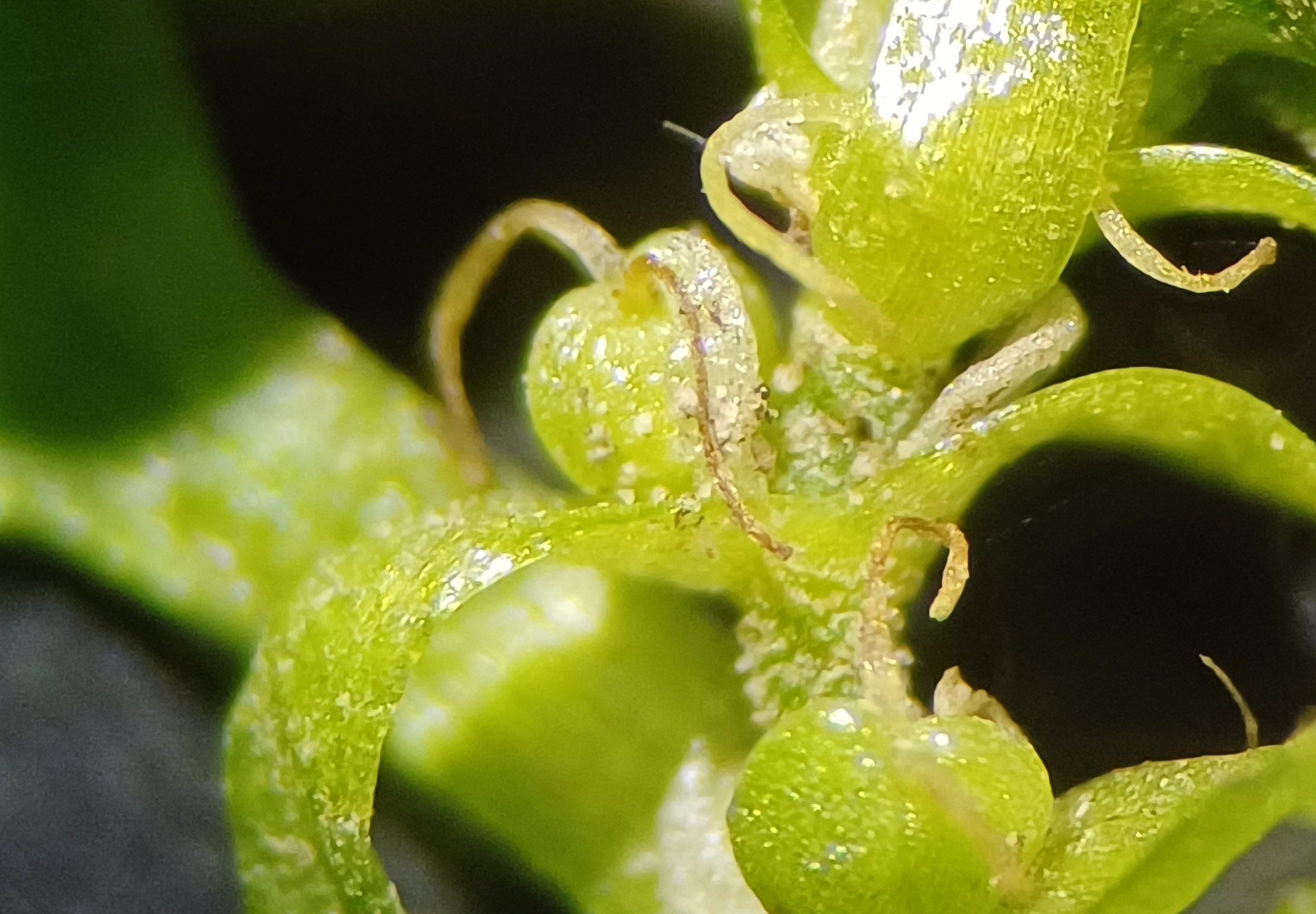 callitriche palustris agg. fischa schwadorf 20230729_131723.jpg