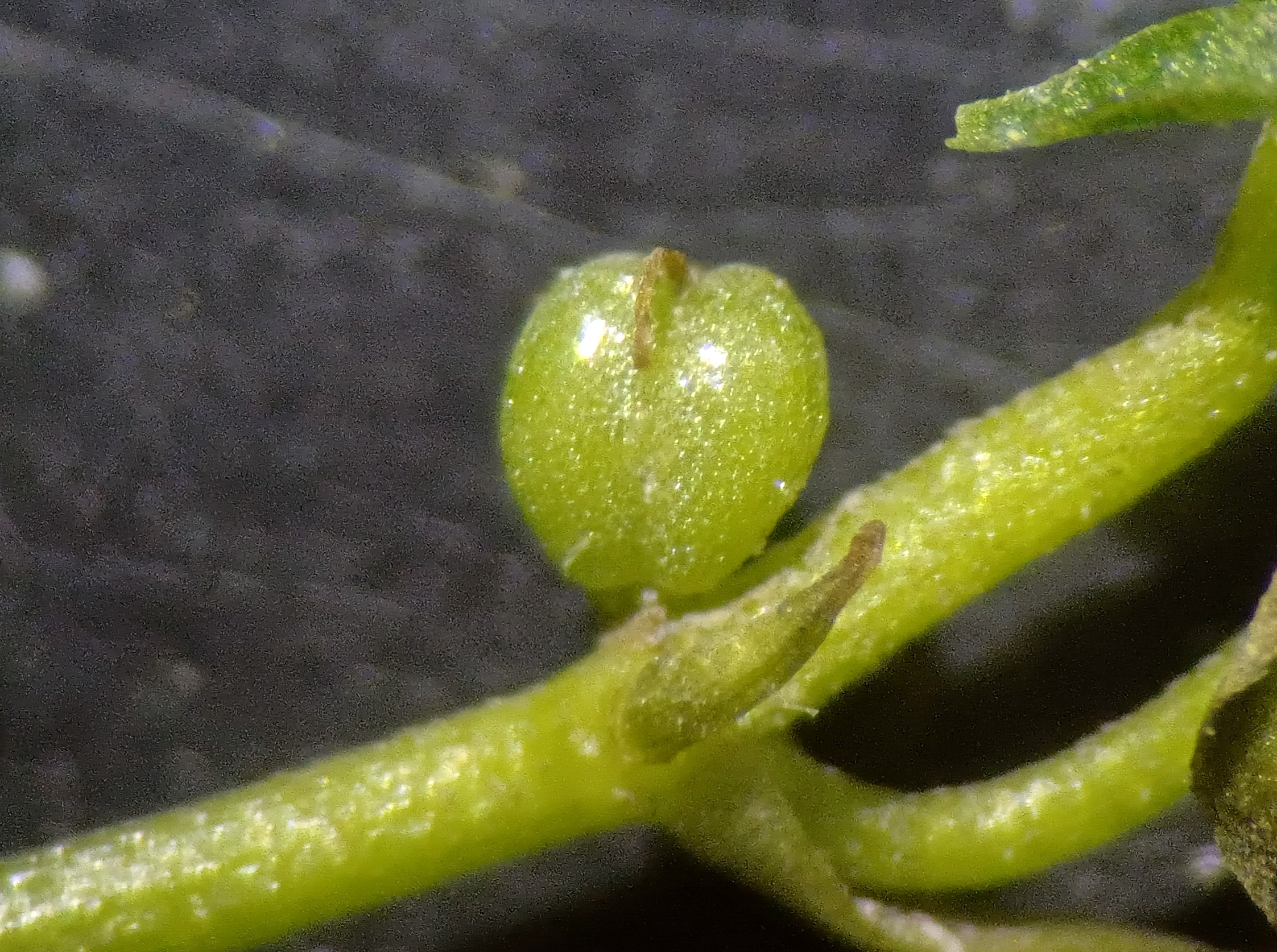 callitriche palustris agg. fischa schwadorf 20230729_131813.jpg