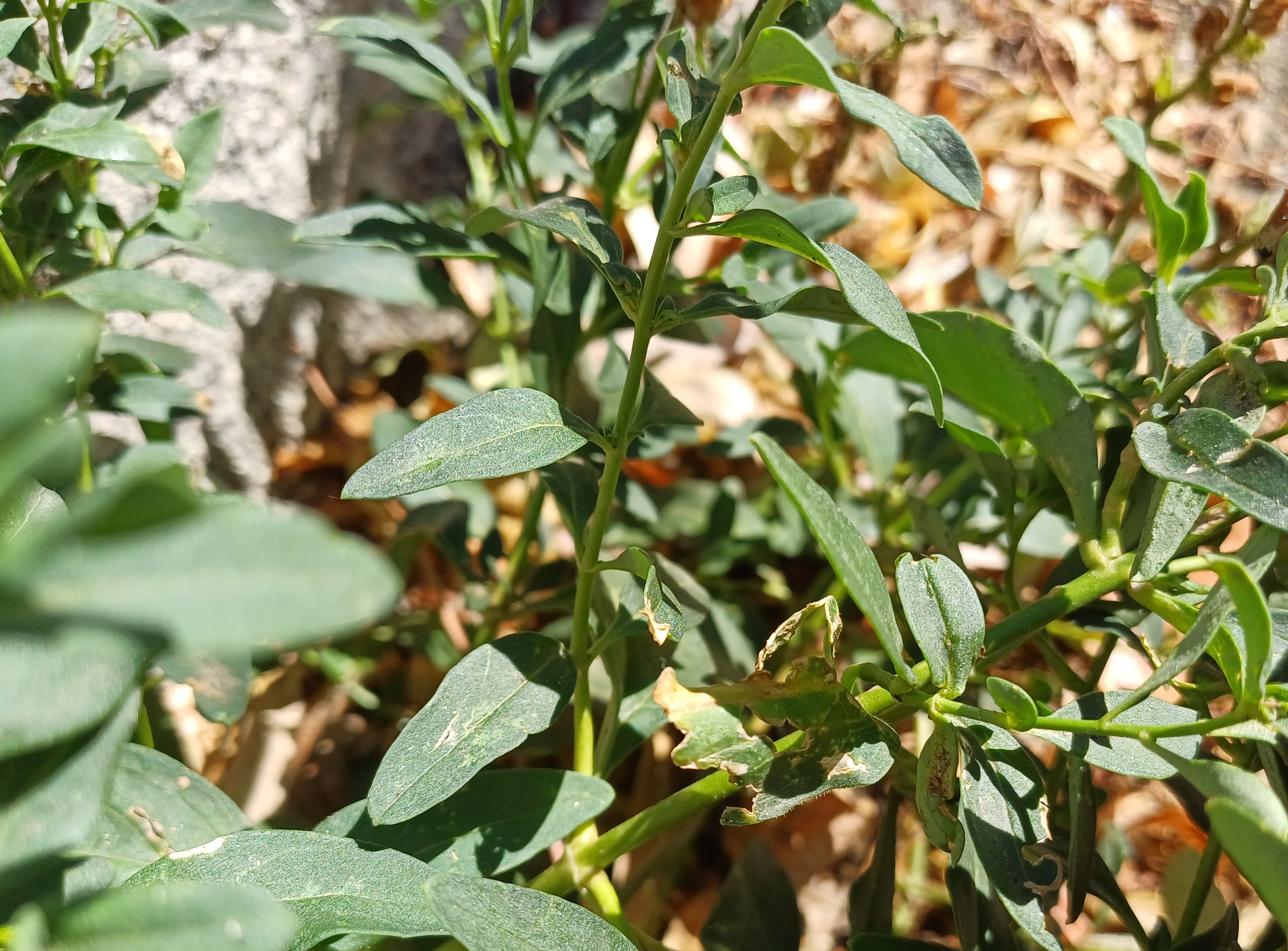 antirrhinum sp. grasse alpes-maritimes frankreich 20230805_101256.jpg