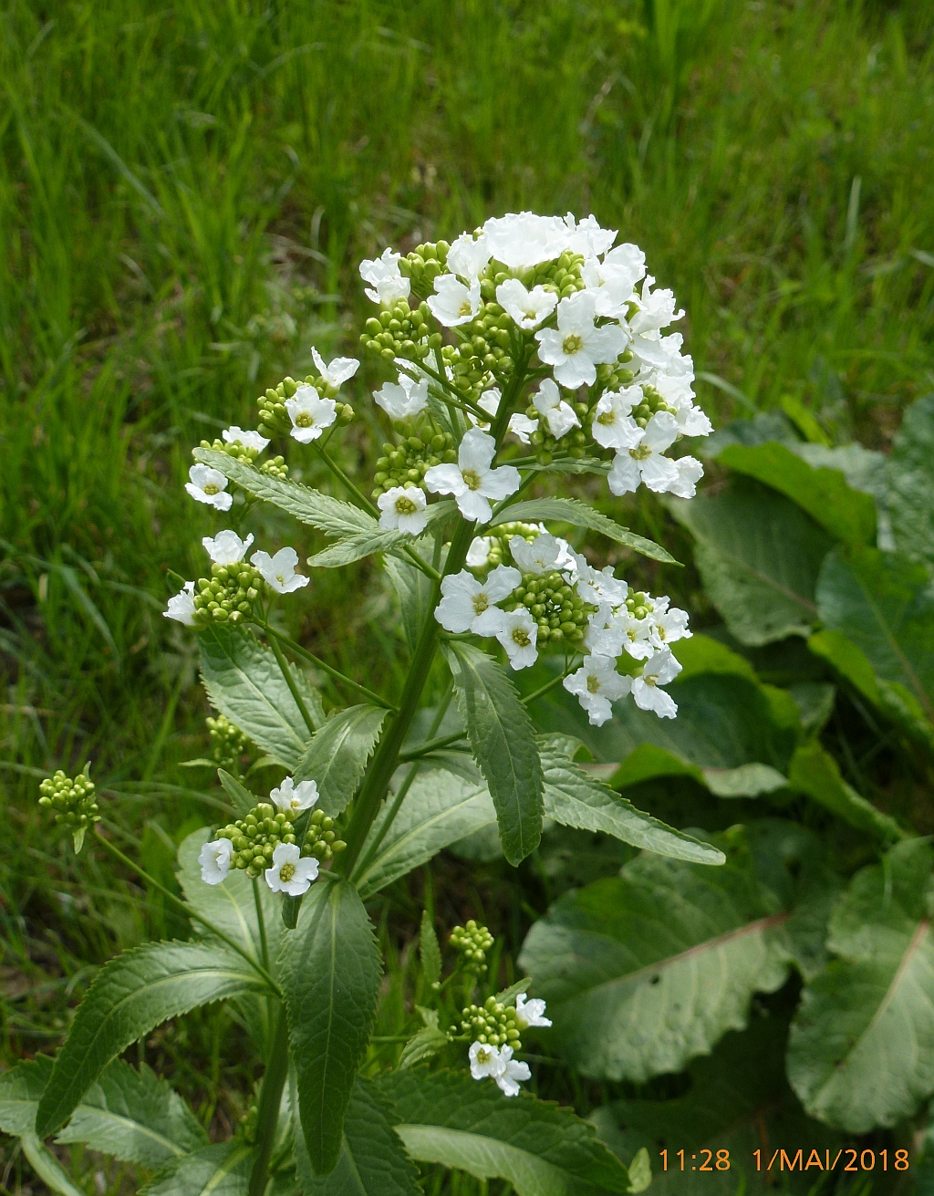 0P1580196 Armoracia rusticana.JPG