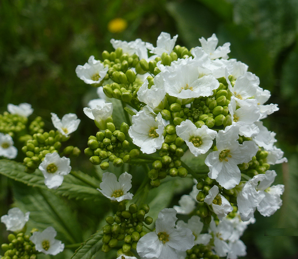 0P1580197 = Kren.JPG