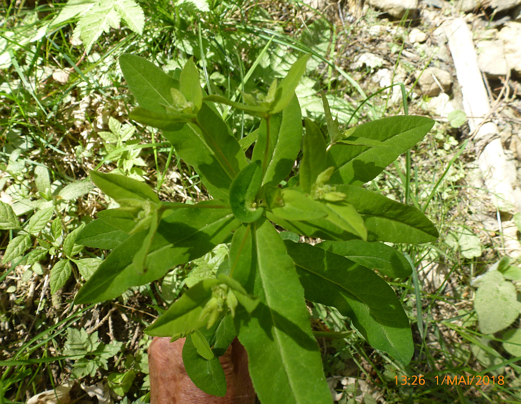 2P1580251 Euphorbia acuminata frg dunkle WolfsM.JPG