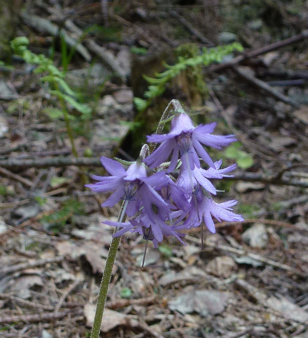 3sP1580286 as soldanelle.jpg