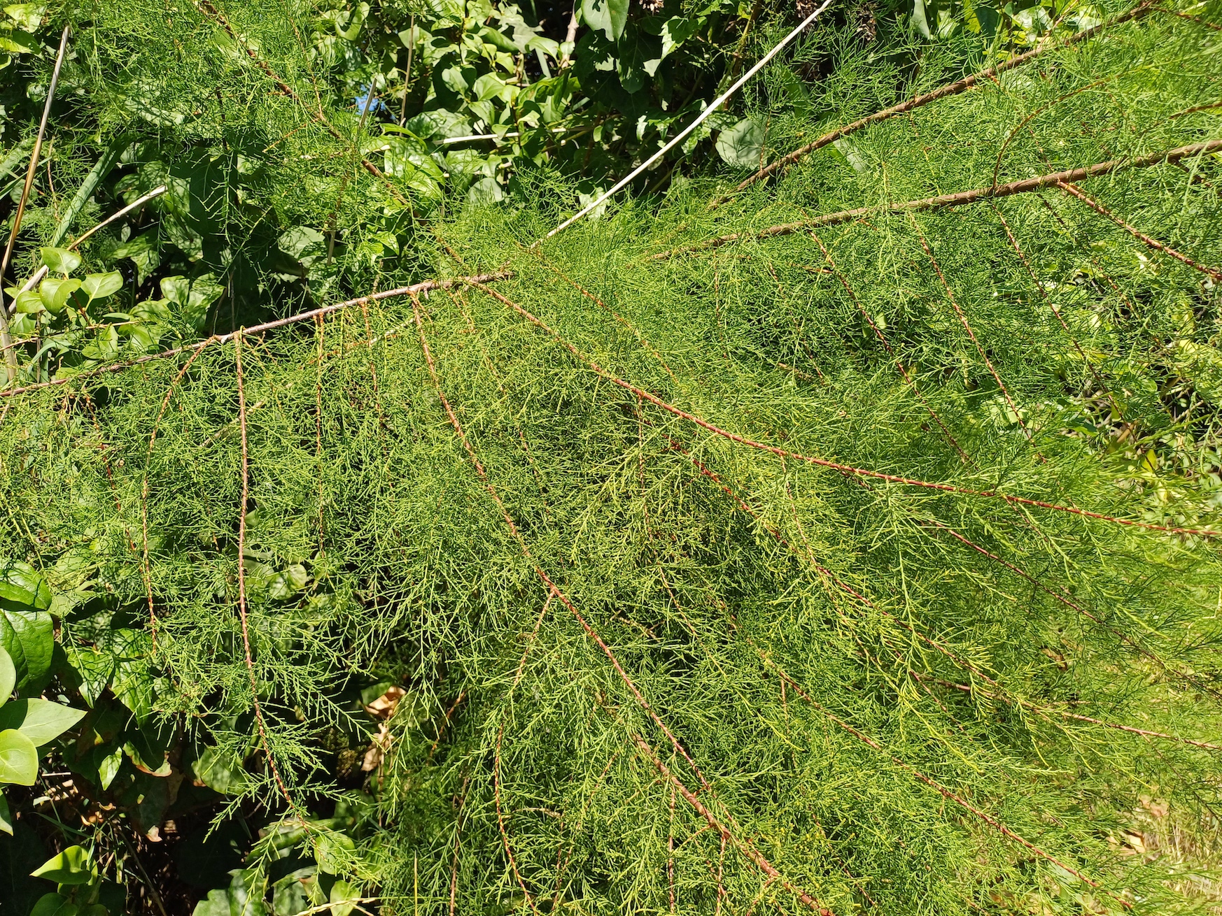 tamarix sp. zw. pischelsdorfer fischawiesen und fürbach gramatneusiedl 20230811_114206.jpg