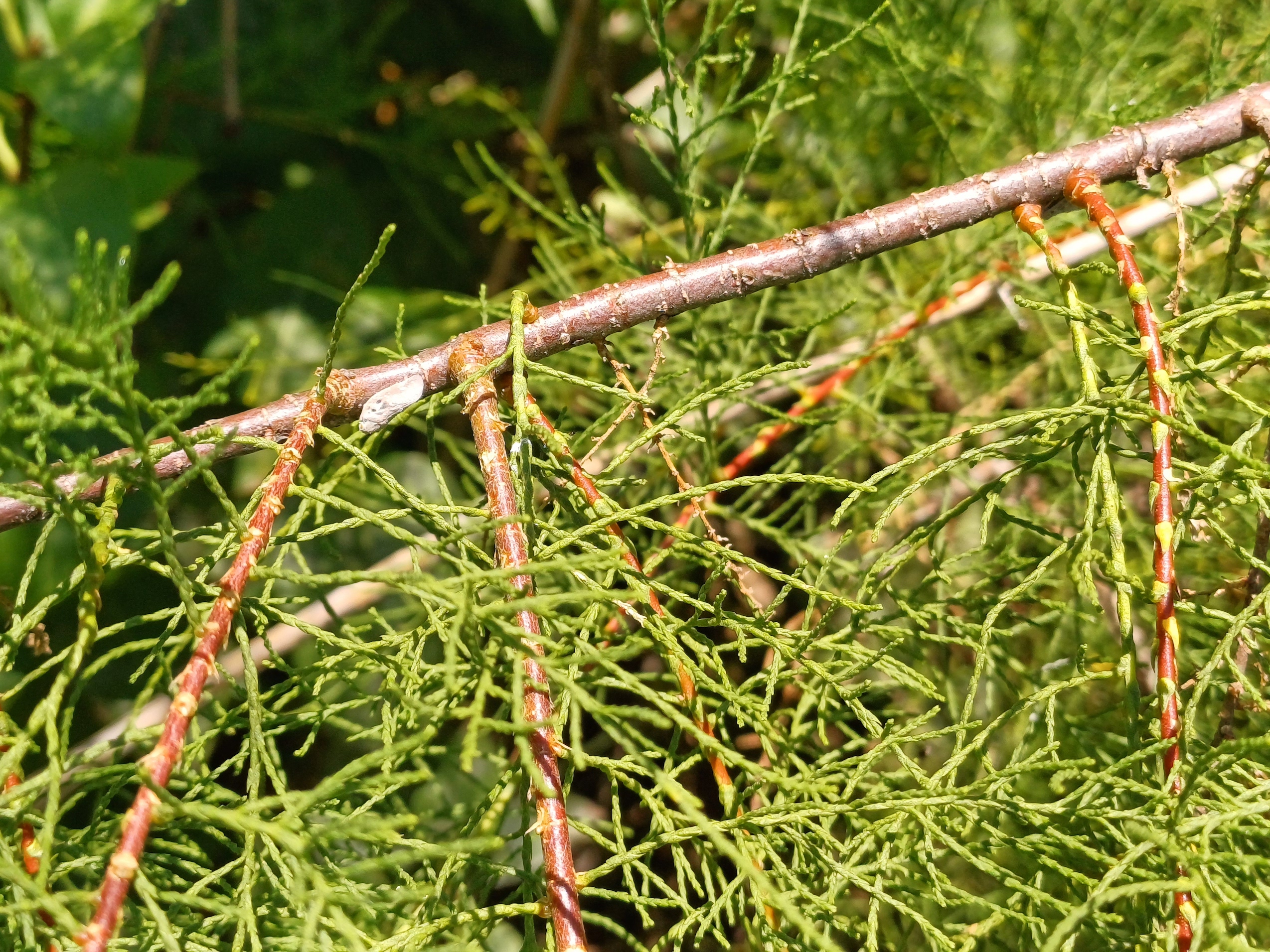 tamarix sp. zw. pischelsdorfer fischawiesen und fürbach gramatneusiedl 20230811_114215.jpg