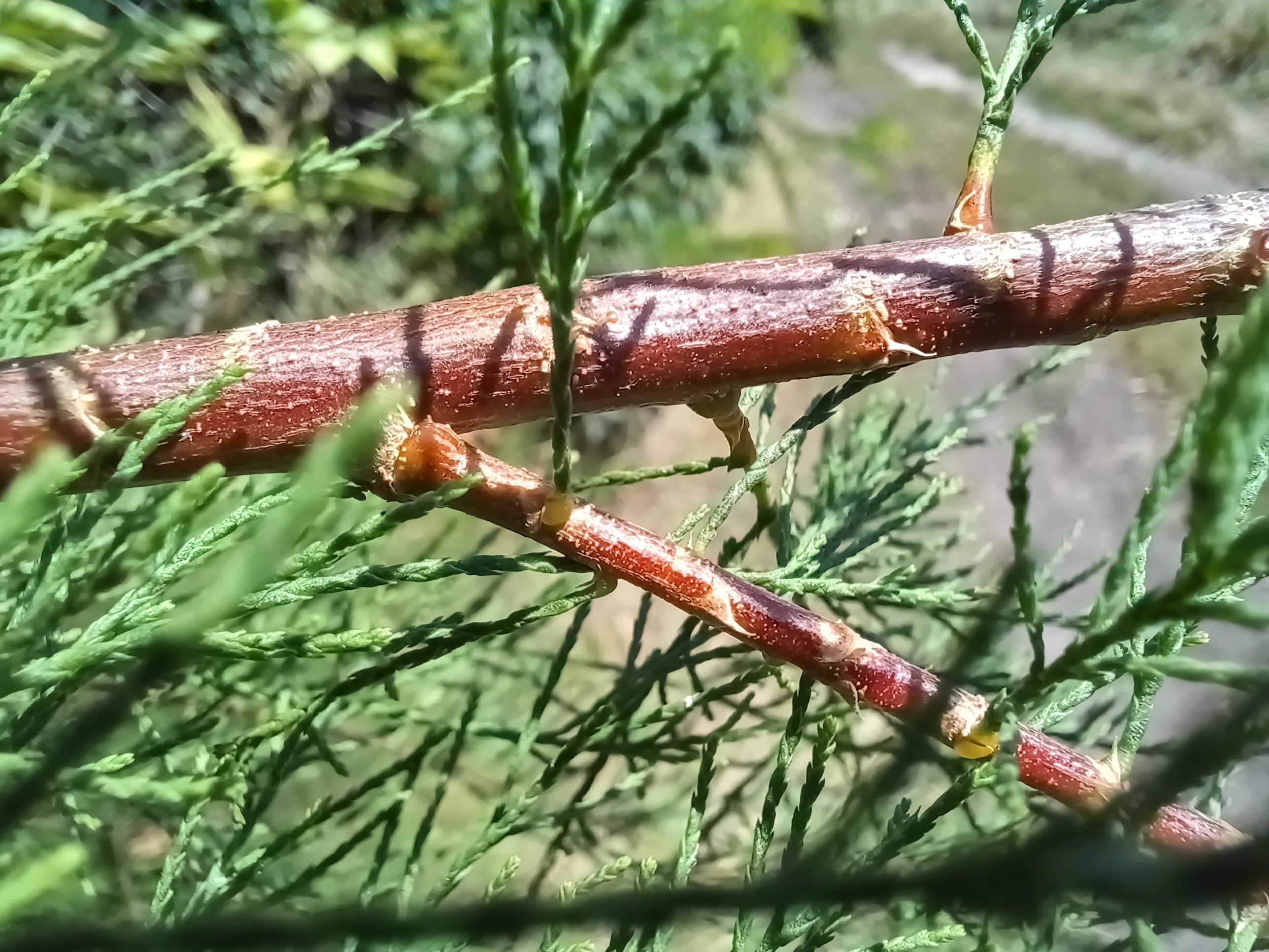tamarix sp. zw. pischelsdorfer fischawiesen und fürbach gramatneusiedl 20230811_114238.jpg