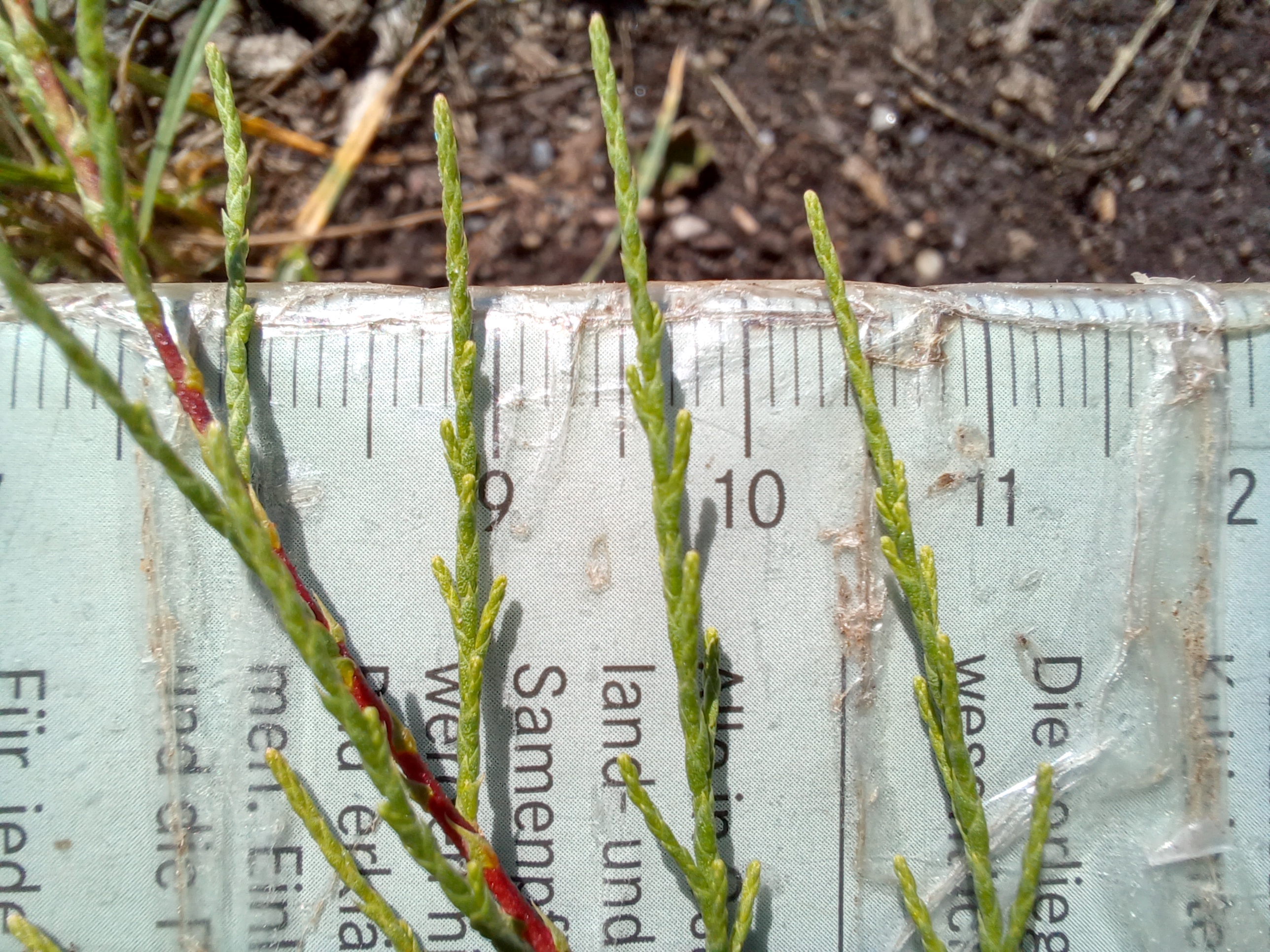 tamarix sp. zw. pischelsdorfer fischawiesen und fürbach gramatneusiedl 20230811_114632.jpg