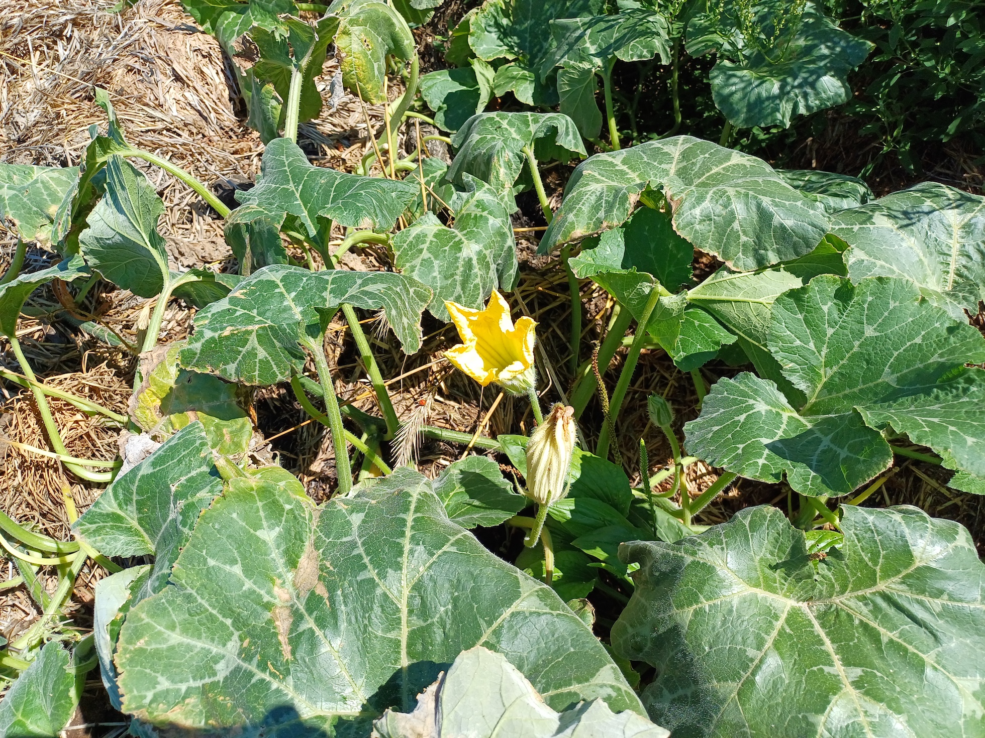 cucurbita cf. maxima pischelsdorfer fischawiesen gramatneusiedl 20230811_115400.jpg