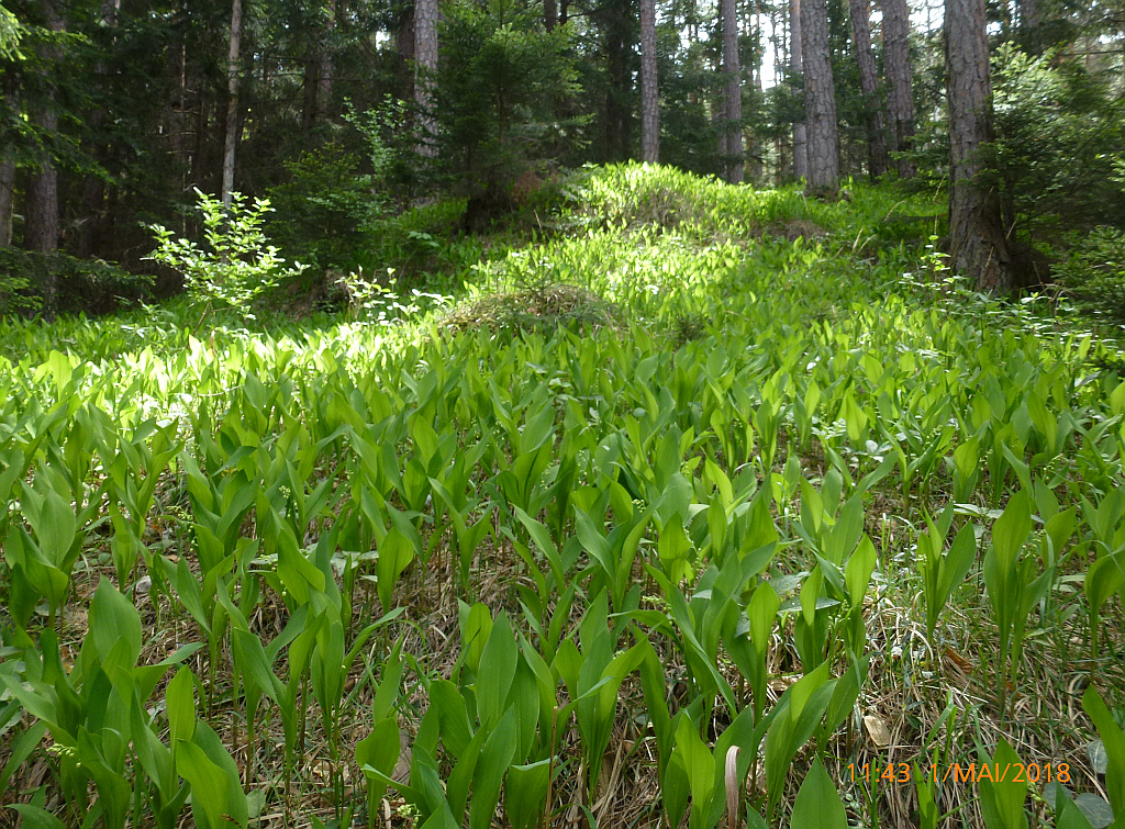 4sP1580207 schönheit-maigl.jpg