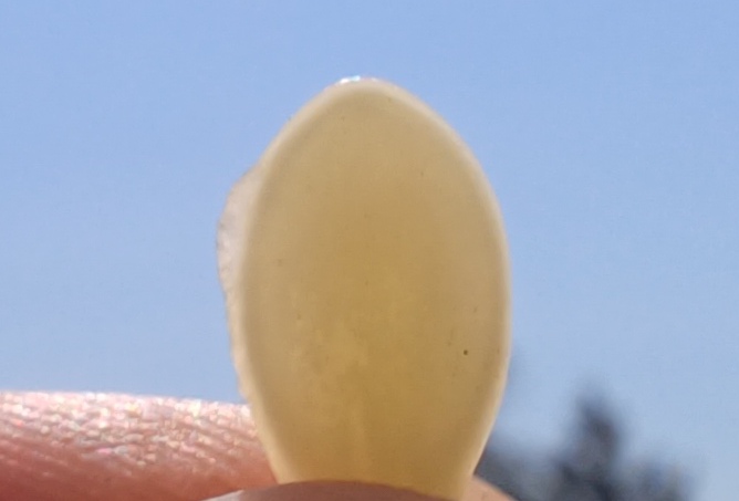 cucurbita sp. W oberweiden 20230813_115850 2.jpg