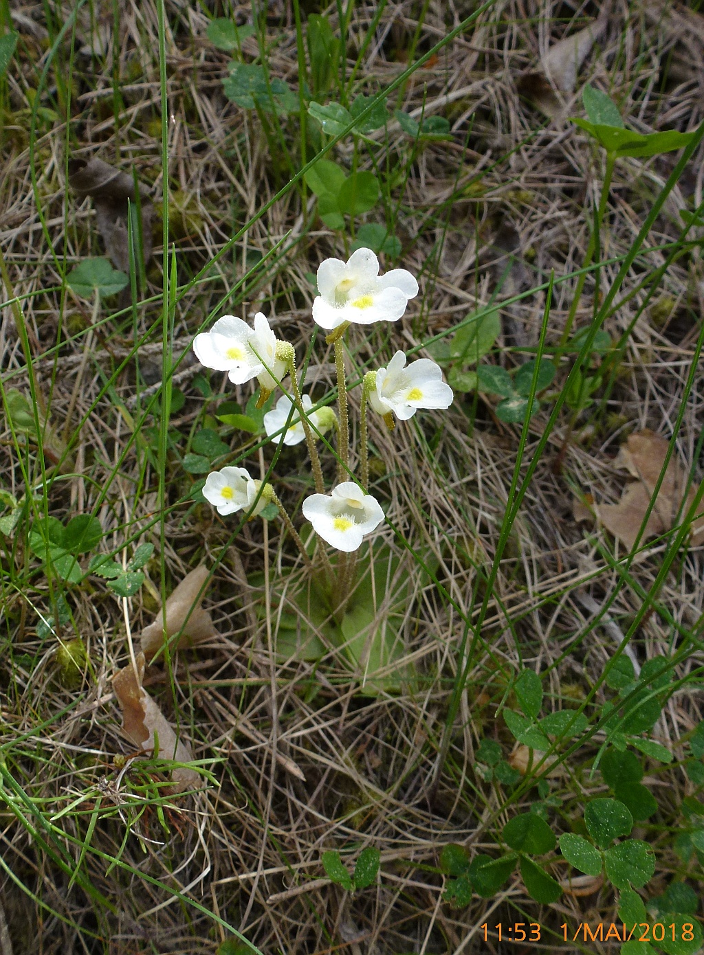 5sP1580211 Pinguicula alpina Fettkr weiss.jpg