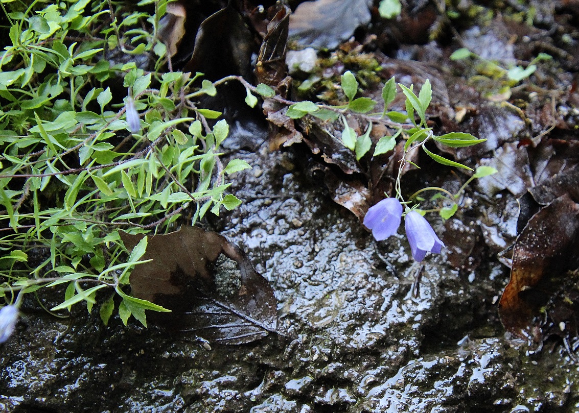 Kernhof - 12082023 - (32) -  - Campanula cochleariifolia - Niedrige Glockenblume .JPG