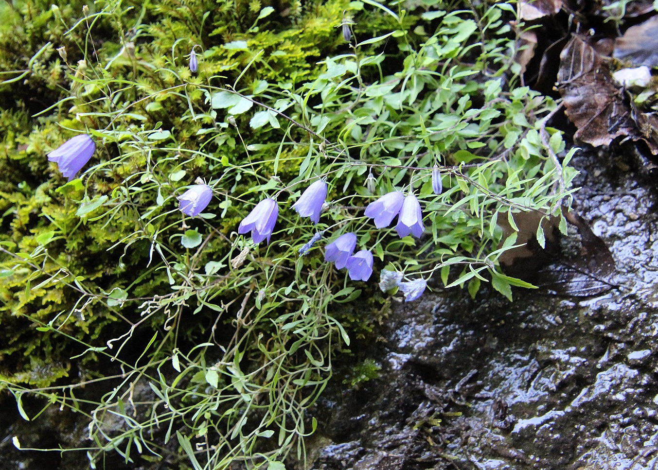 Kernhof - 12082023 - (33) -  - Campanula cochleariifolia - Niedrige Glockenblume .JPG