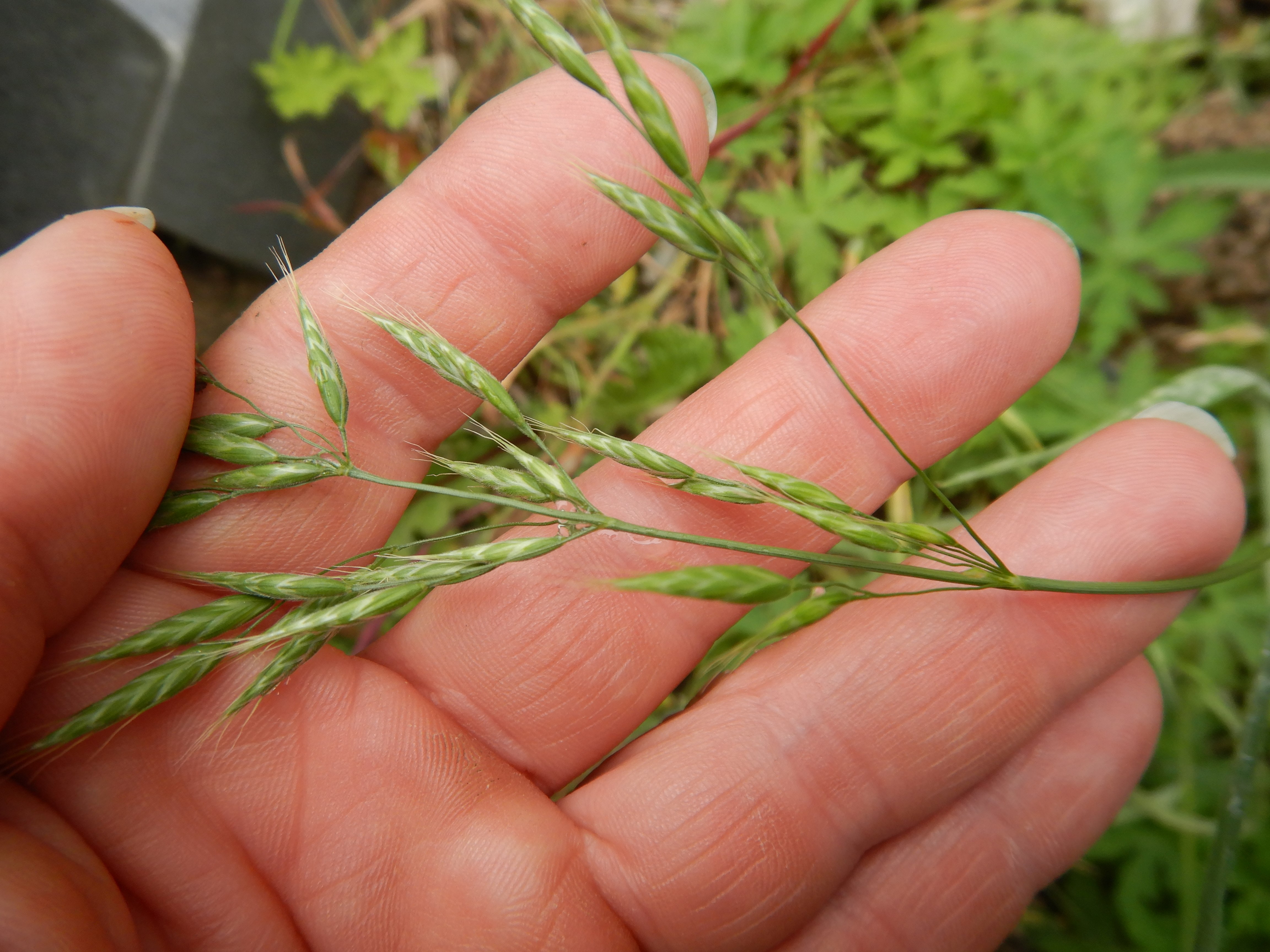 DSCN9499 bromus cf. commutatus, friedhof hainburg, 2023-06-06.jpg