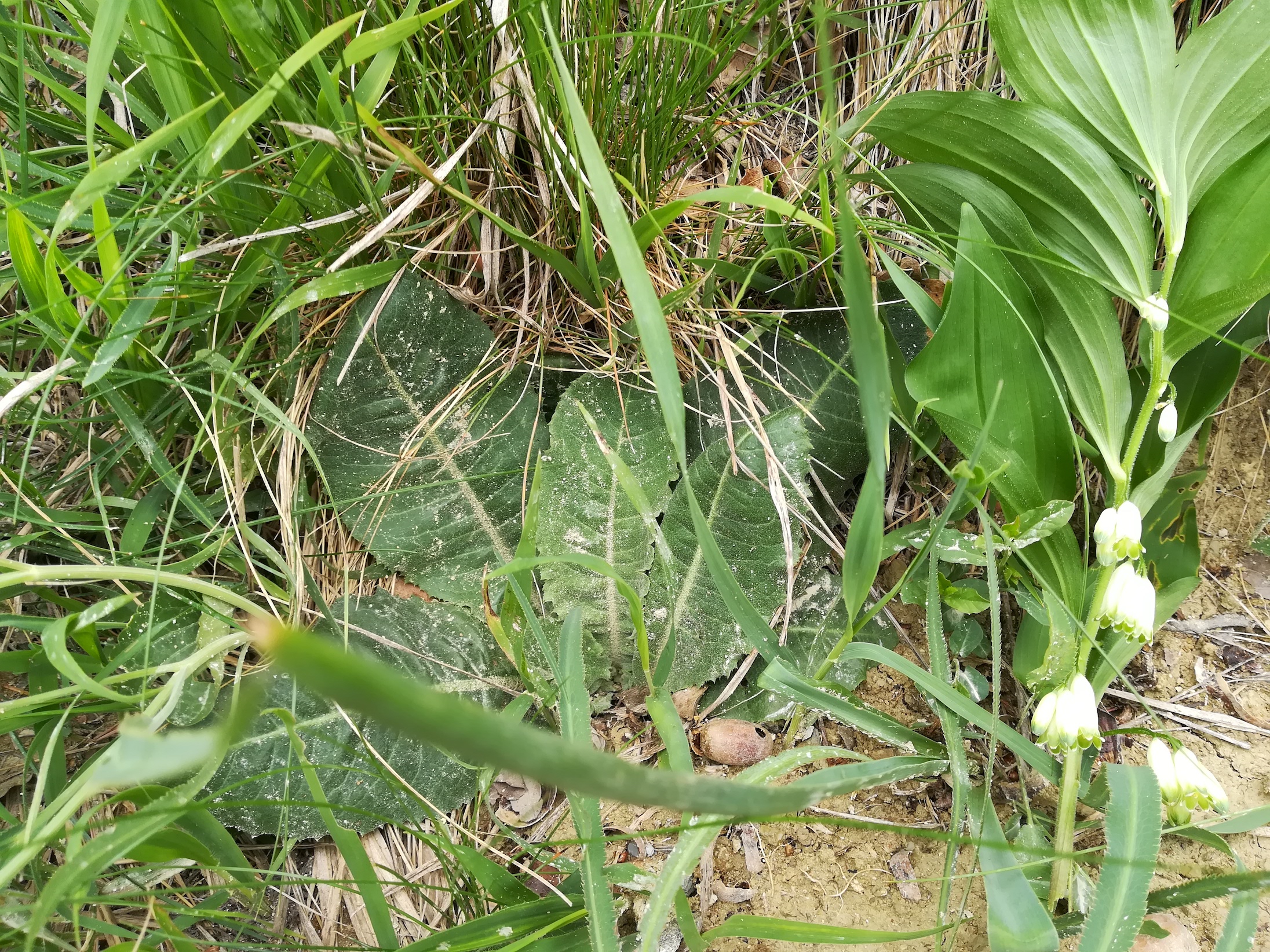 cf. taraxacum serotinum rauchenwarth_20180504_112246.jpg